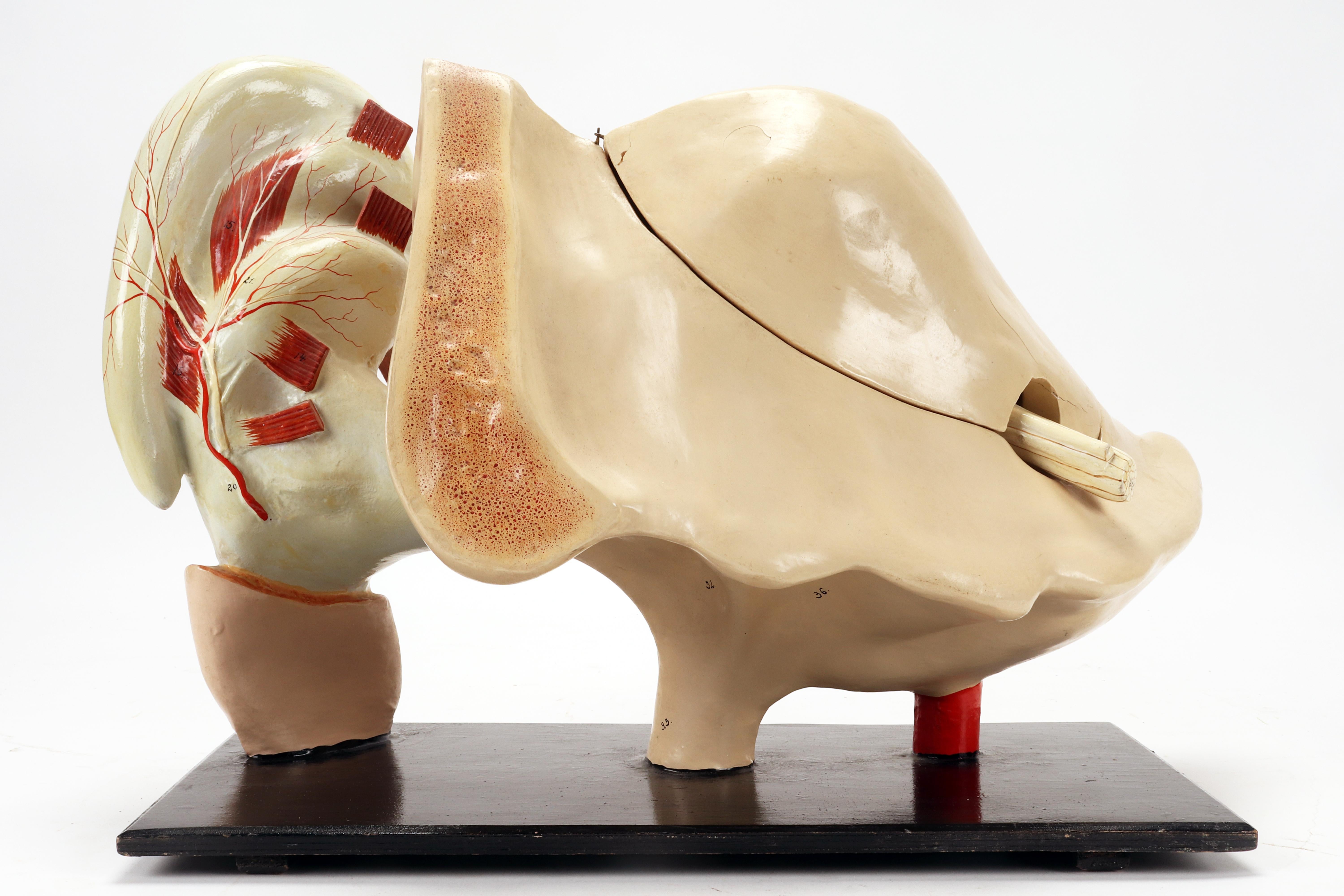 Italian Rare anatomical model: an external and inner ear, Italy end of 19th century. For Sale