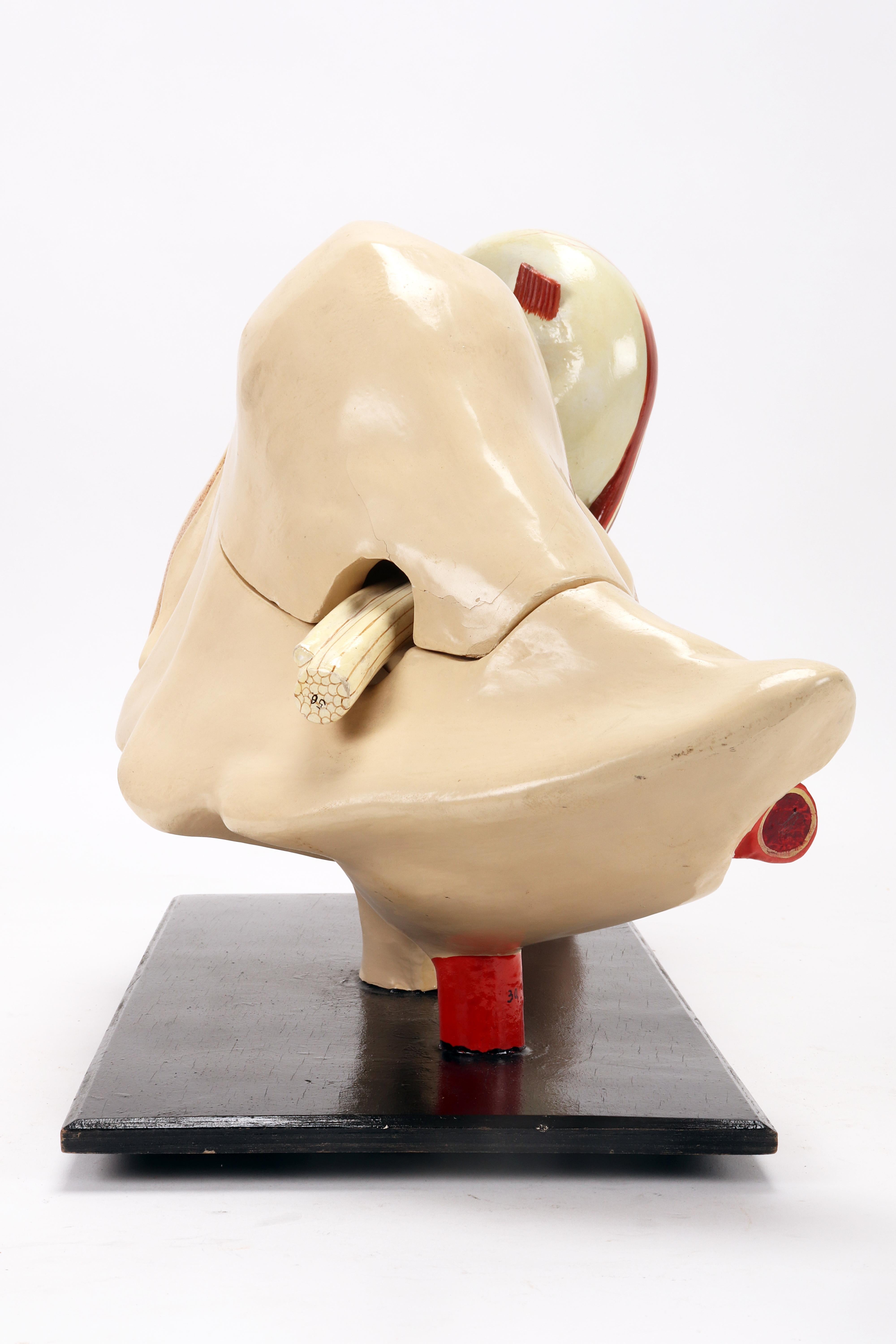 Rare anatomical model: an external and inner ear, Italy end of 19th century. In Good Condition For Sale In Milan, IT