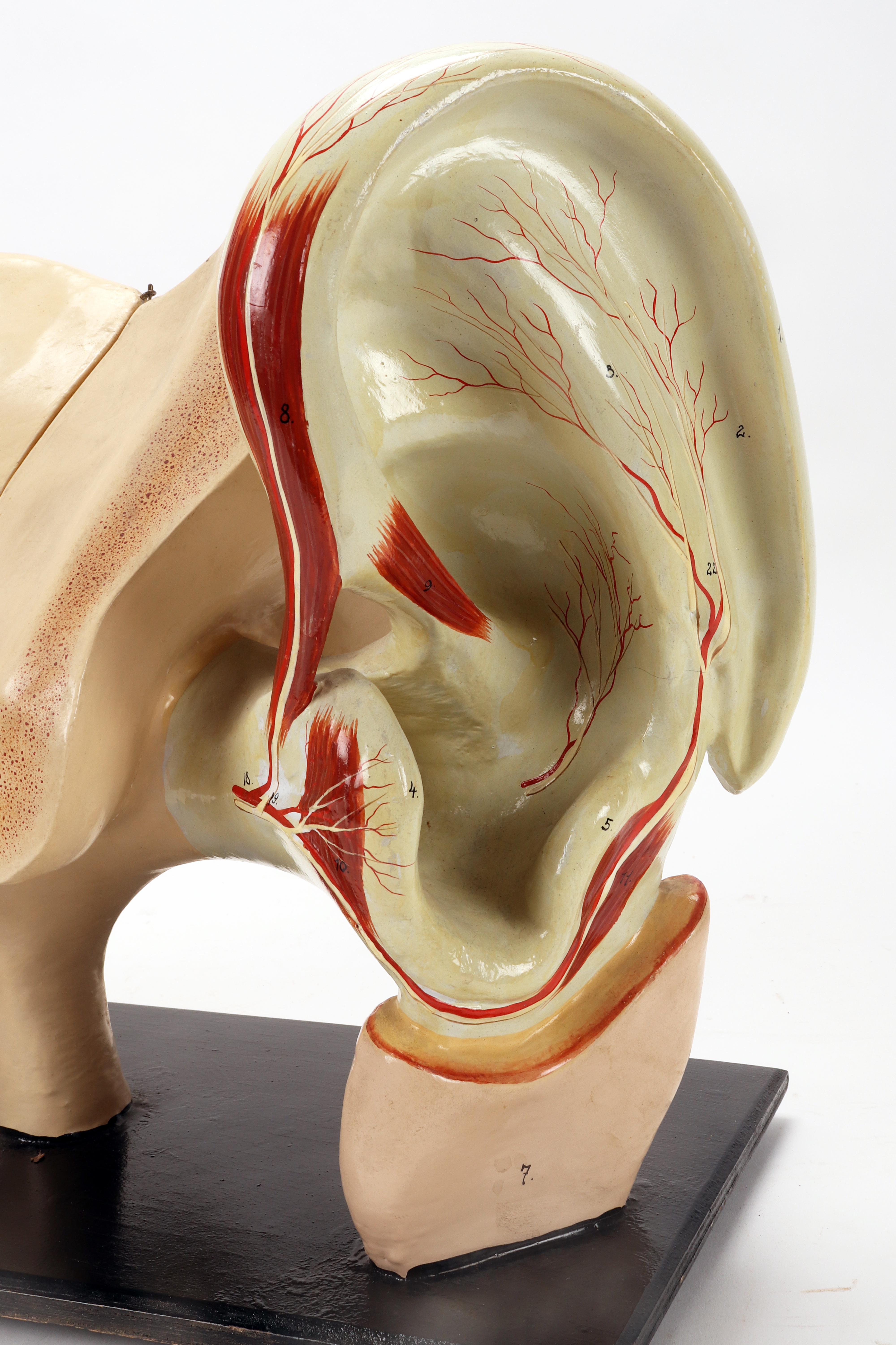 19th Century Rare anatomical model: an external and inner ear, Italy end of 19th century. For Sale