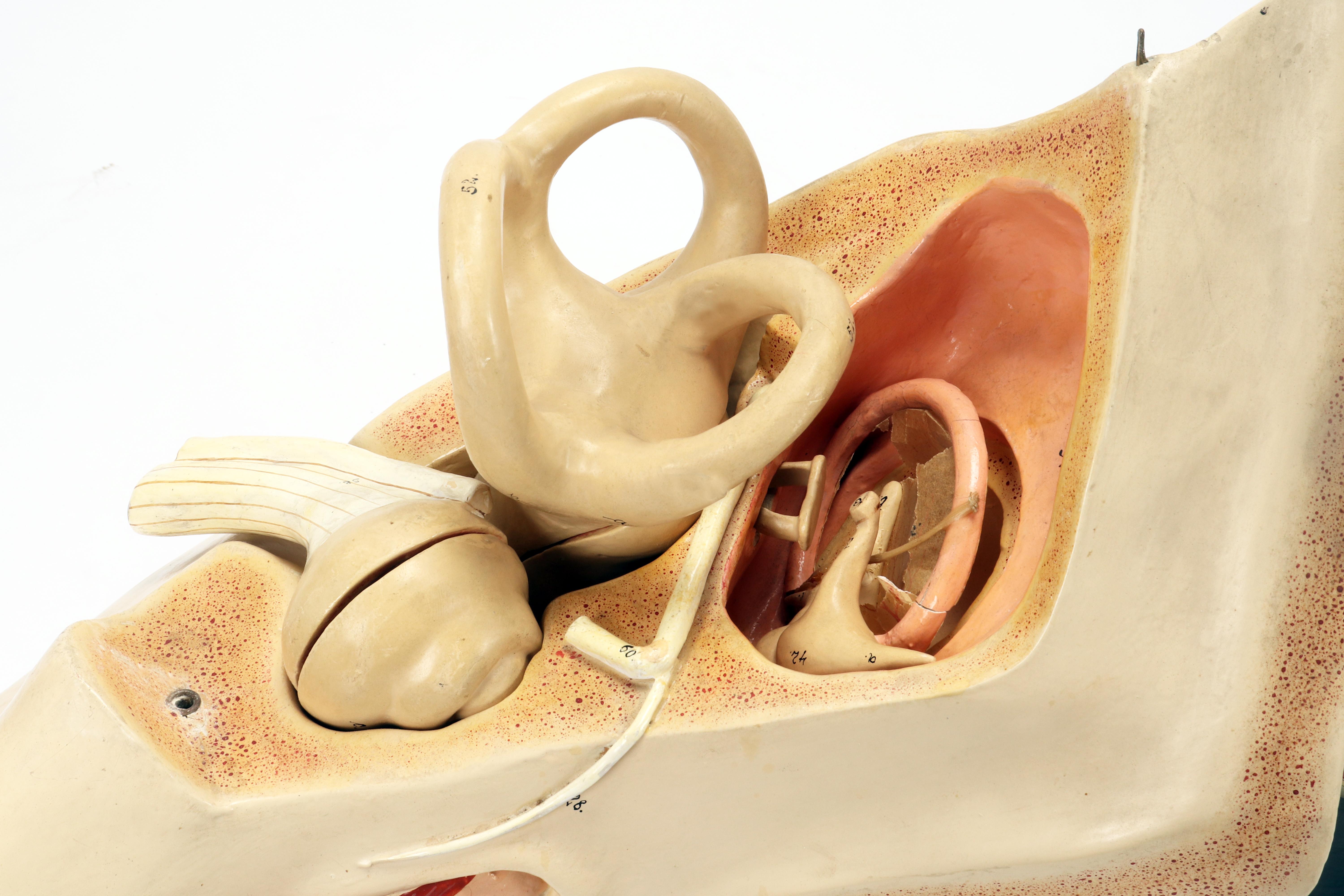 Rare anatomical model: an external and inner ear, Italy end of 19th century. For Sale 1