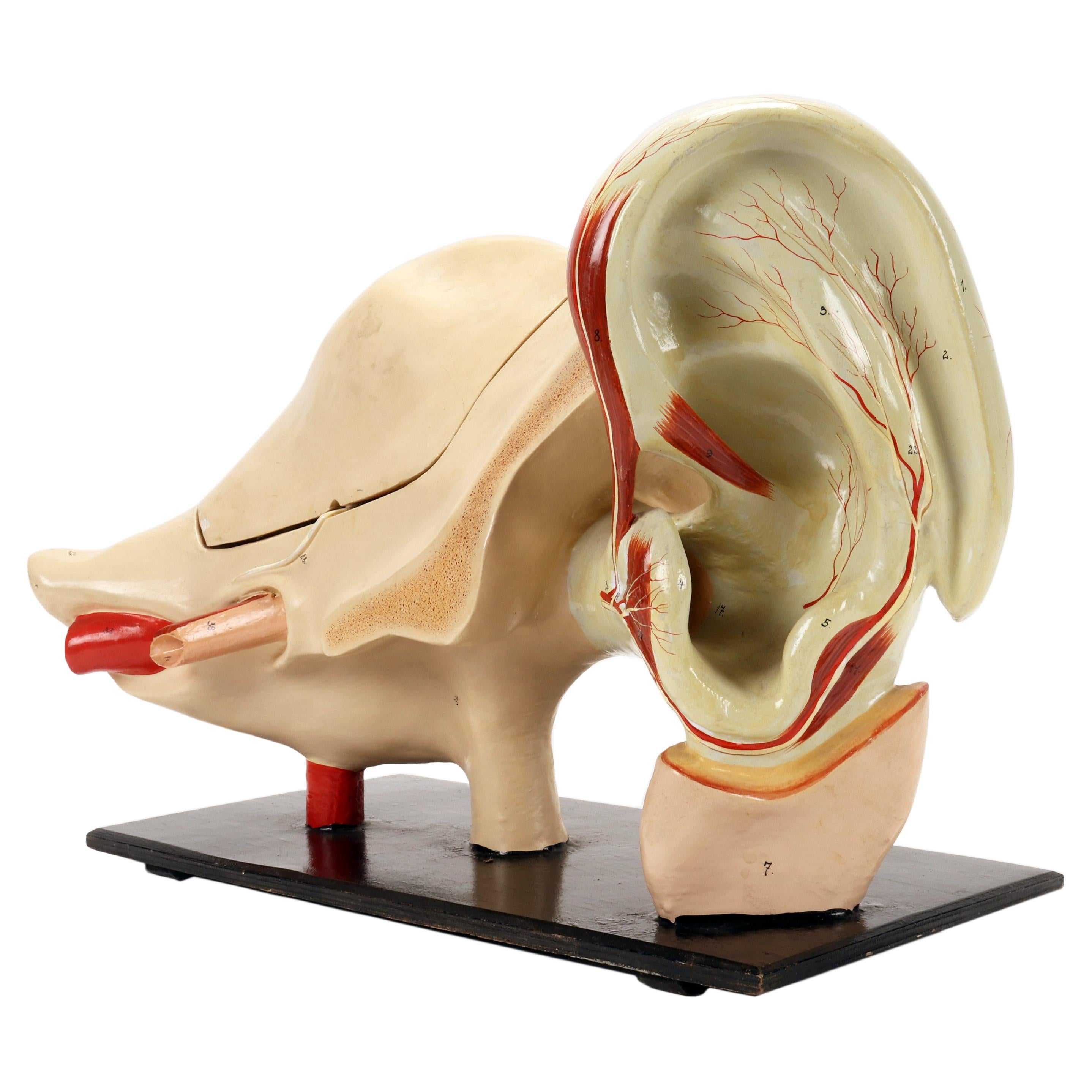 Rare modèle anatomique : oreille externe et interne, Italie, fin du 19e siècle.