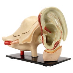 Used Rare anatomical model: an external and inner ear, Italy end of 19th century.