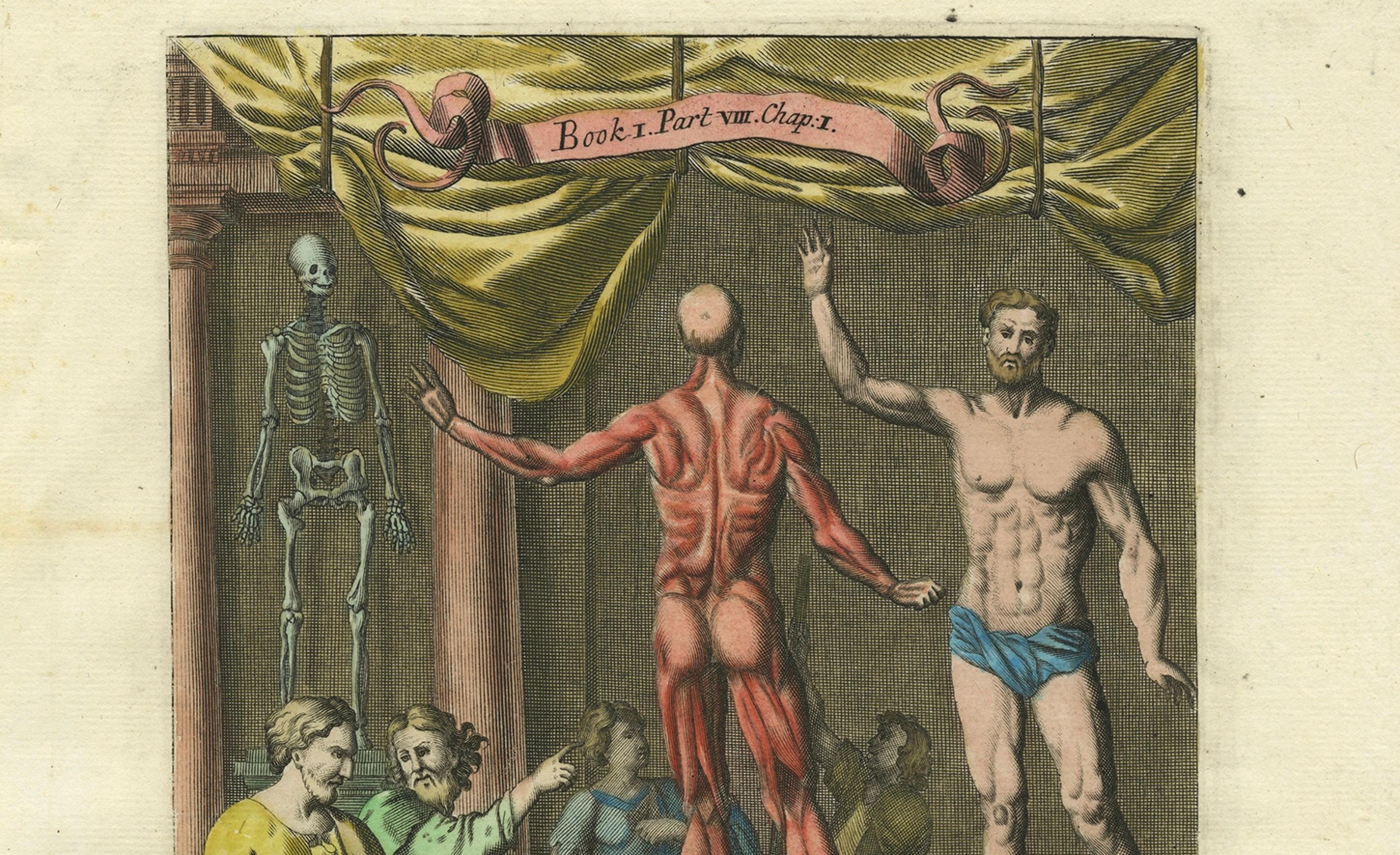 Rare Anatomy Engraving – Skeleton and Flayed Figure, Blome, 17th Century In Good Condition For Sale In Langweer, NL