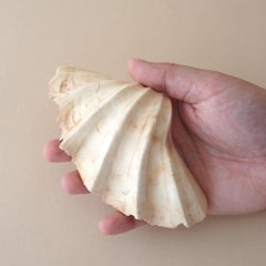 RARE Ancient Phoenician Cosmetic Vessel - in the form of a carved clam shell