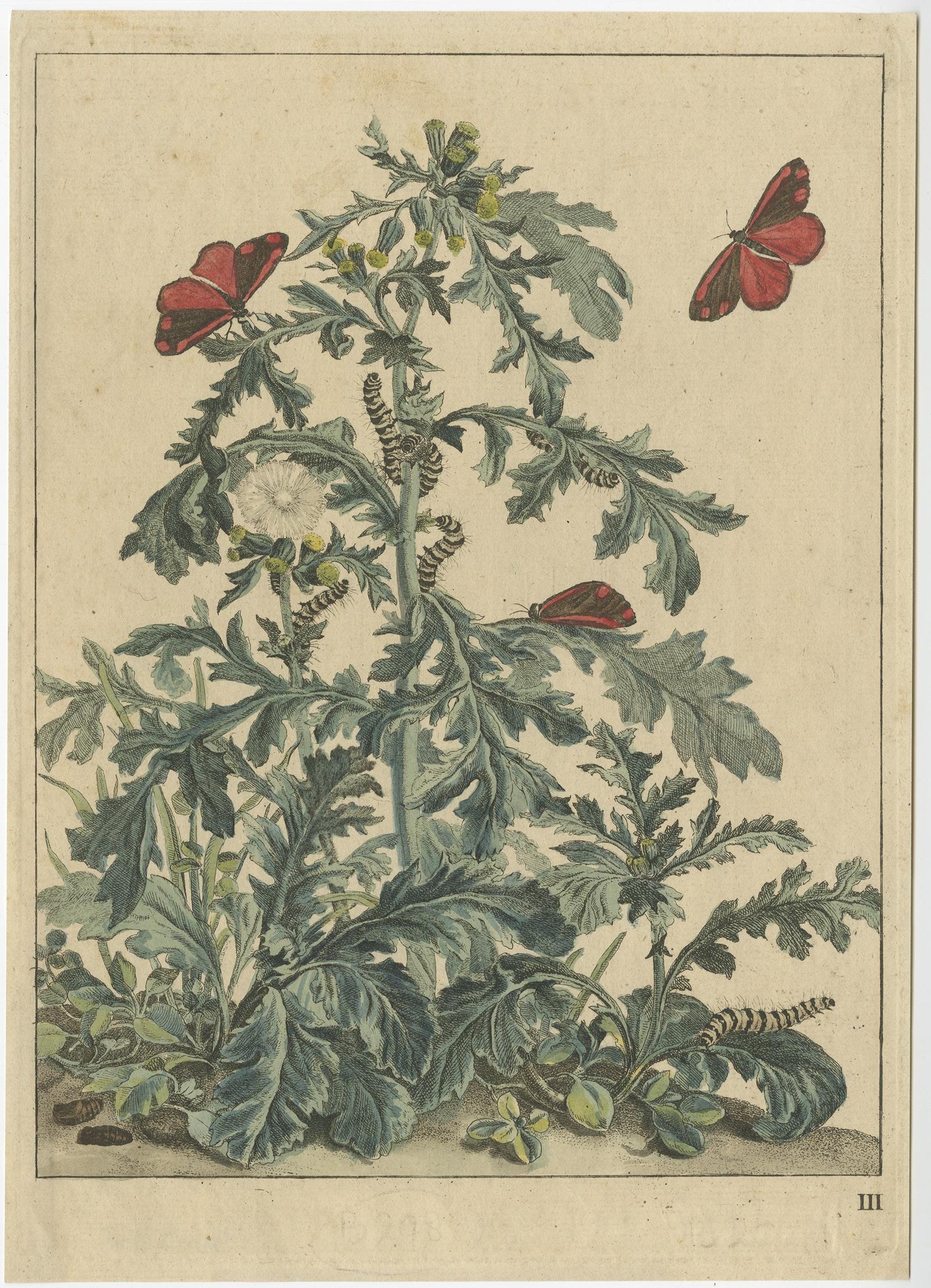 Rare and beautiful butterfly print by Jacob l'Admiral. Starting in 1740 he published only 33 copper etchings. After L'Admiral's death the plates came into the possession of Dr.M. Houttuyn who edited the text and published the plates in 1774 at J.