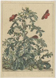 Rare and Beautiful Original Antique Print of Butterflies, 1774