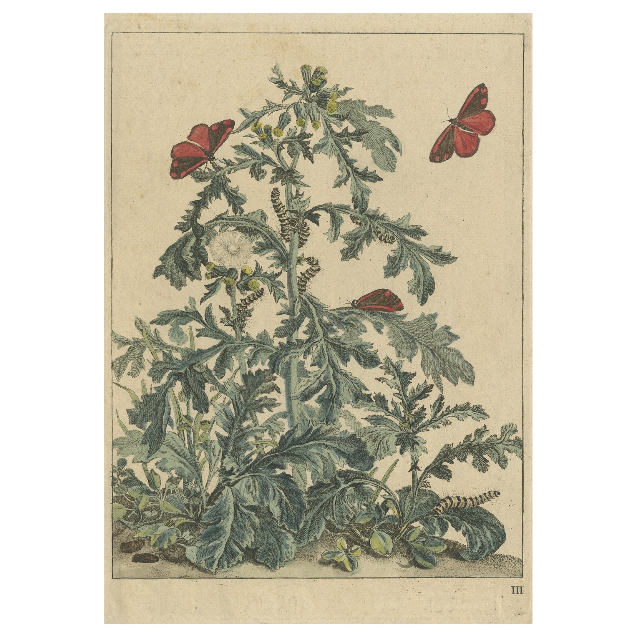 Raro y Hermoso Grabado Antiguo Original de Mariposas, 1774 en venta