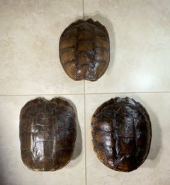 Rare and Exquisite Fresh Water Shell Collection - A Natural Treasure!