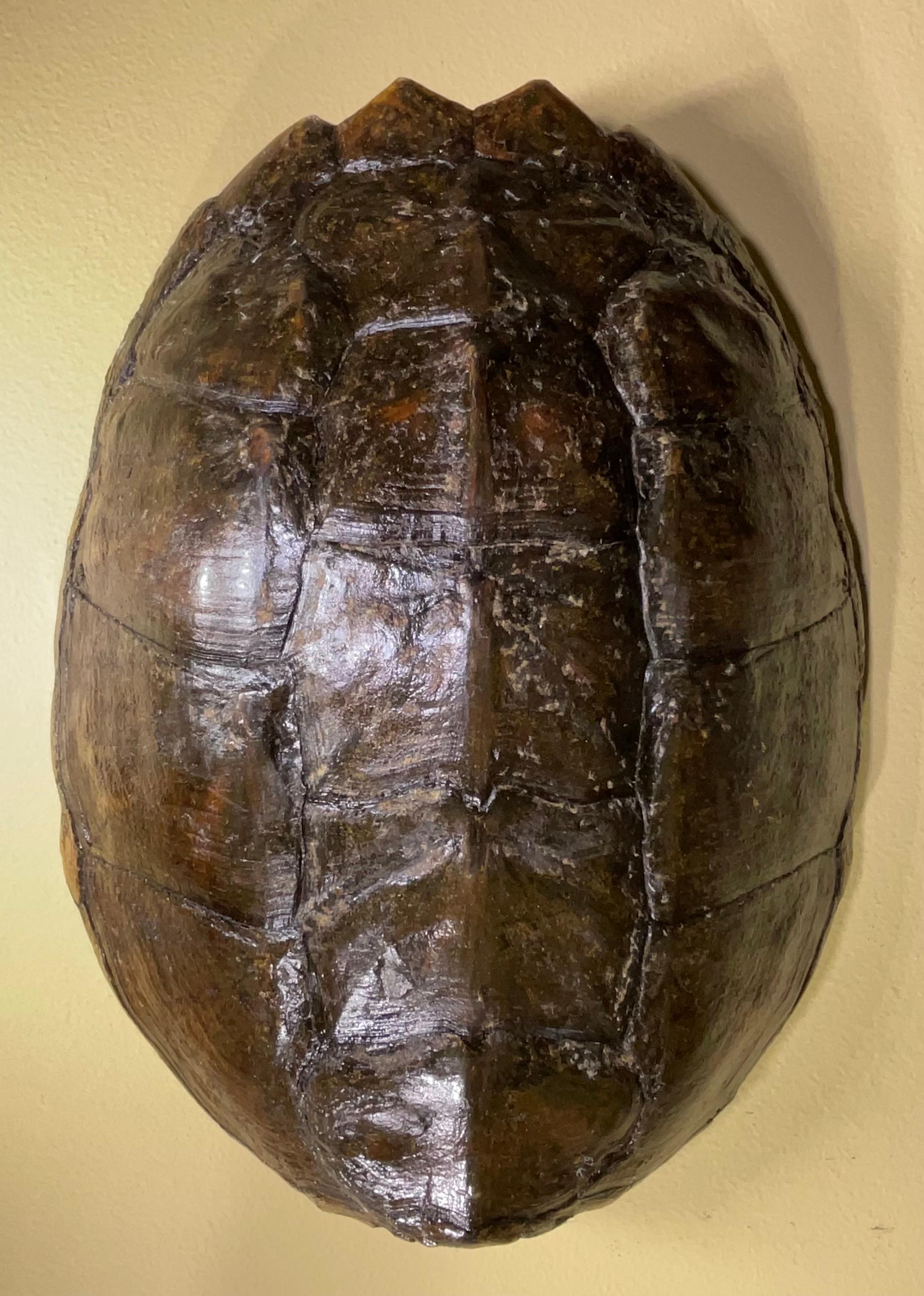Rare and Exquisite Fresh Water Turtal Shell Wall Hanging - A Natural Treasure! For Sale 5