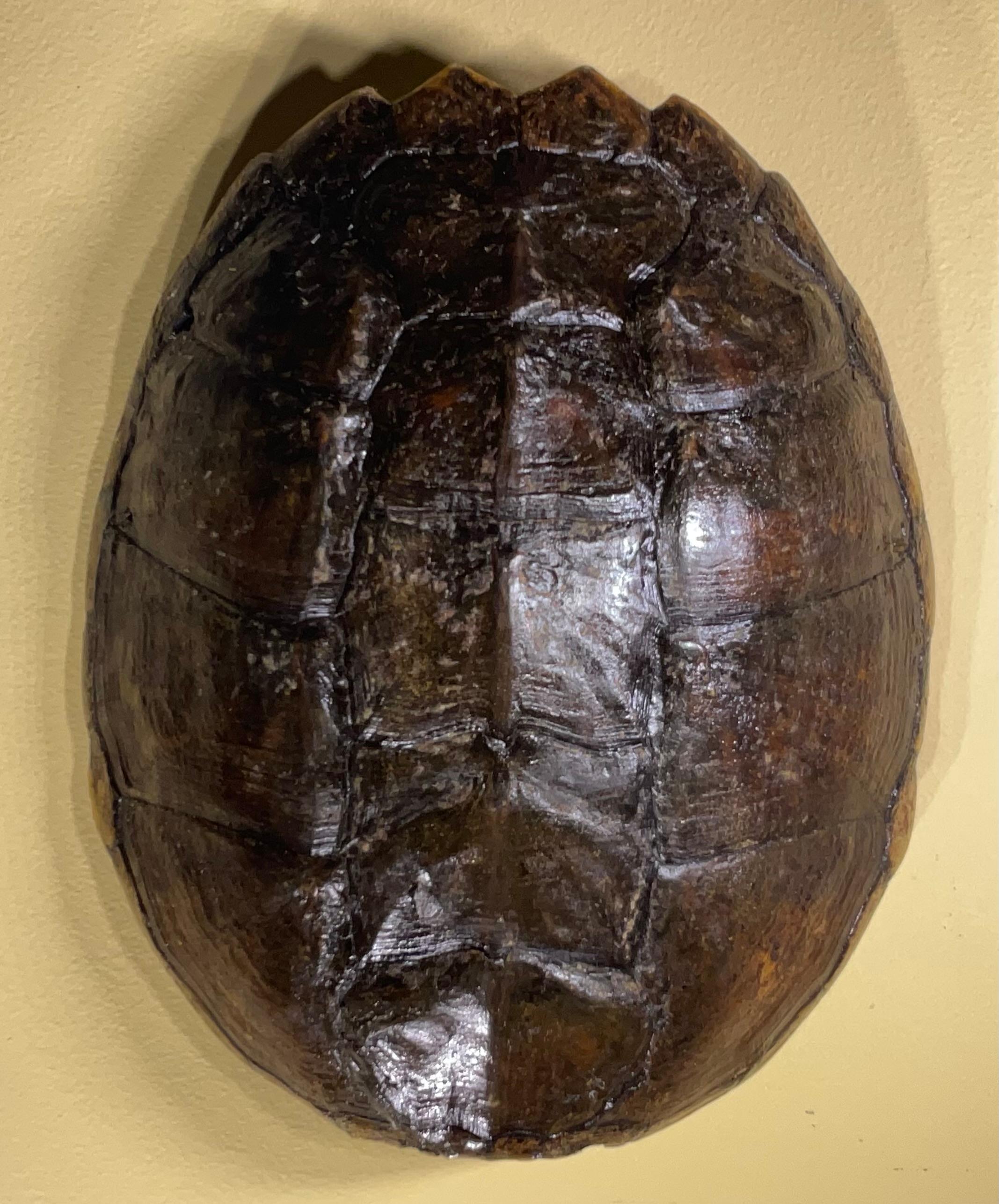 Own a piece of natural history with this stunning  genuine freshwater turtle shells!  This are not just mere shel , it is unique works of art crafted by nature over time, each telling a silent story of survival and resilience.  Perfect for