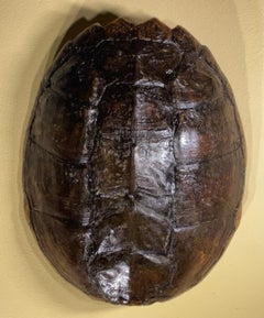Seltene und exquisite Süßwasser Schildkröte Shell Wandbehang - ein natürlicher Schatz!