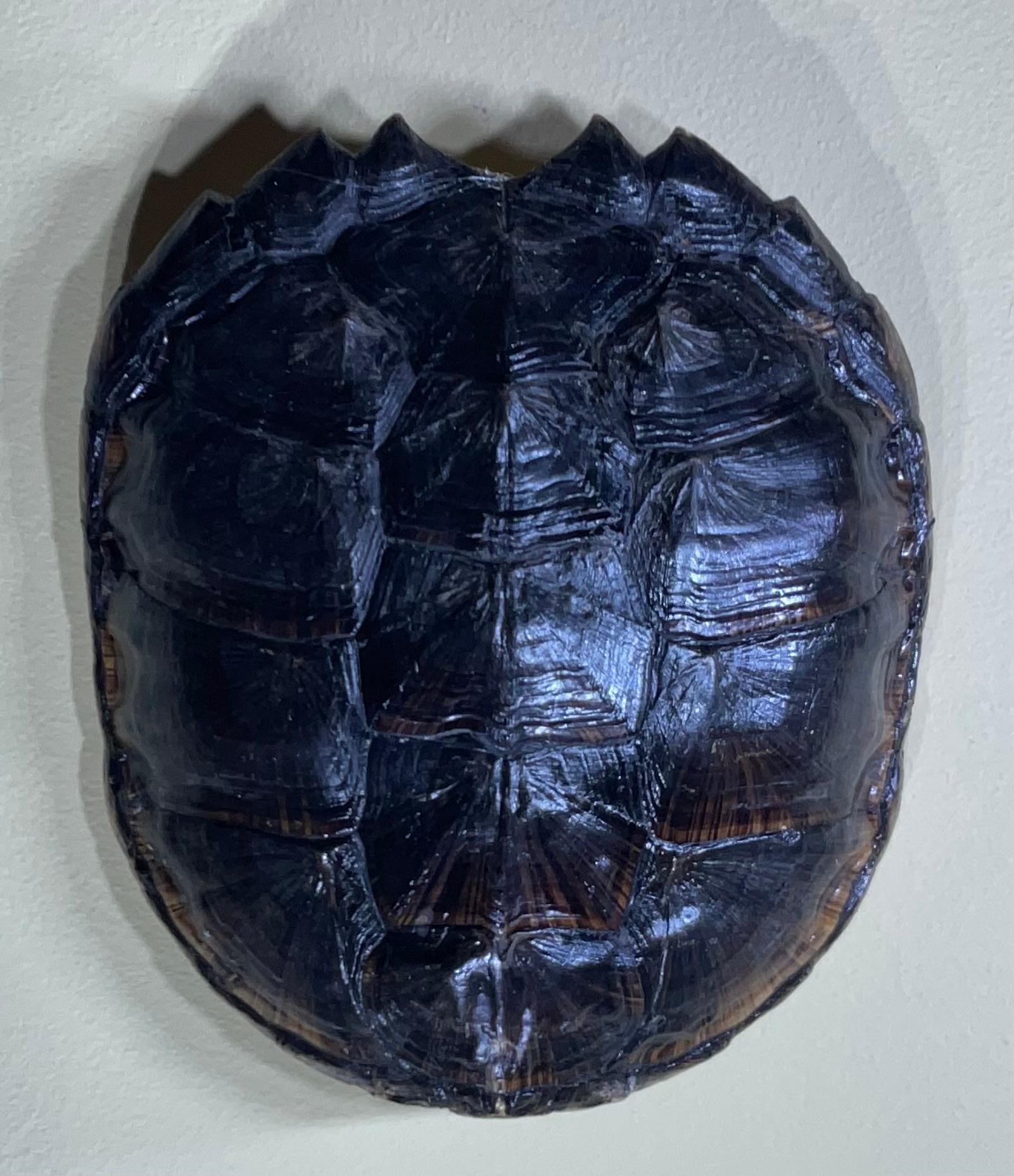 Own a piece of natural history with this stunning  genuine freshwater turtle shells!  This are not just mere shel , it is unique works of art crafted by nature over time, each telling a silent story of survival and resilience.  Perfect for