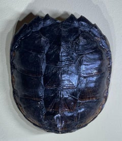Rare and Exquisite Fresh Water Turtal Shell Wall Hanging - A Natural Treasure!