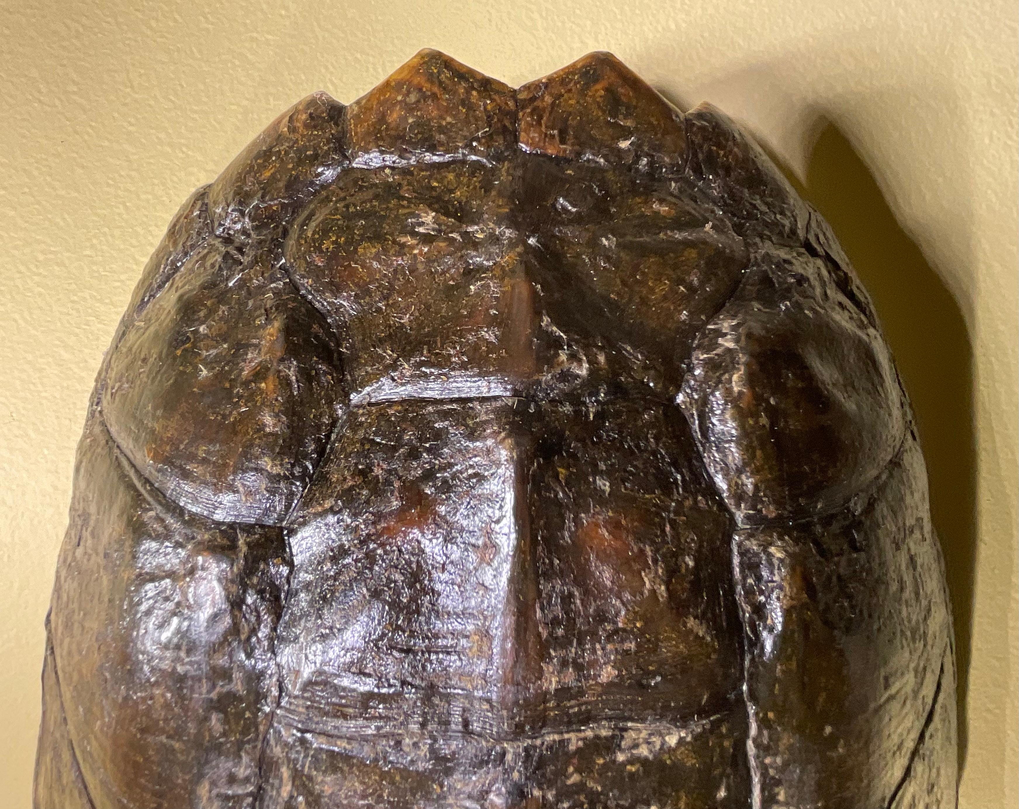 American Rare and Exquisite Fresh Water Turtal Shell Wall Hanging - A Natural Treasure! For Sale