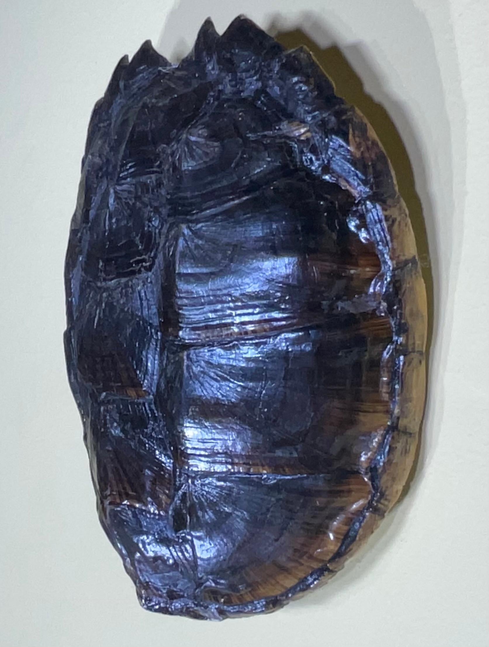 American Rare and Exquisite Fresh Water Turtal Shell Wall Hanging - A Natural Treasure! For Sale