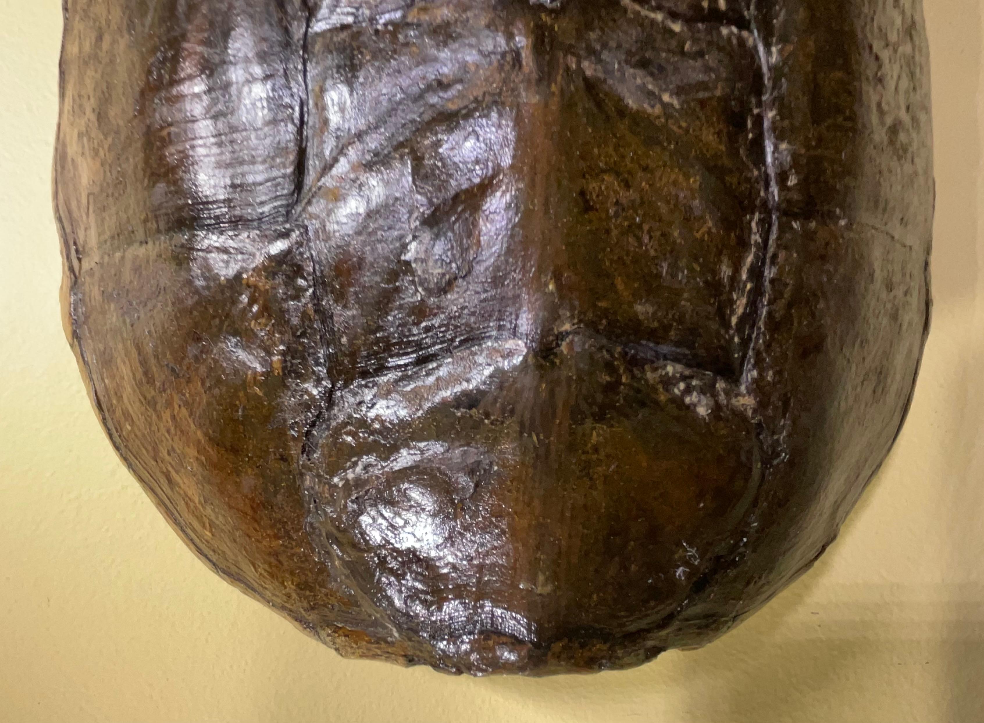 Rare and Exquisite Fresh Water Turtal Shell Wall Hanging - A Natural Treasure! In Good Condition For Sale In Delray Beach, FL