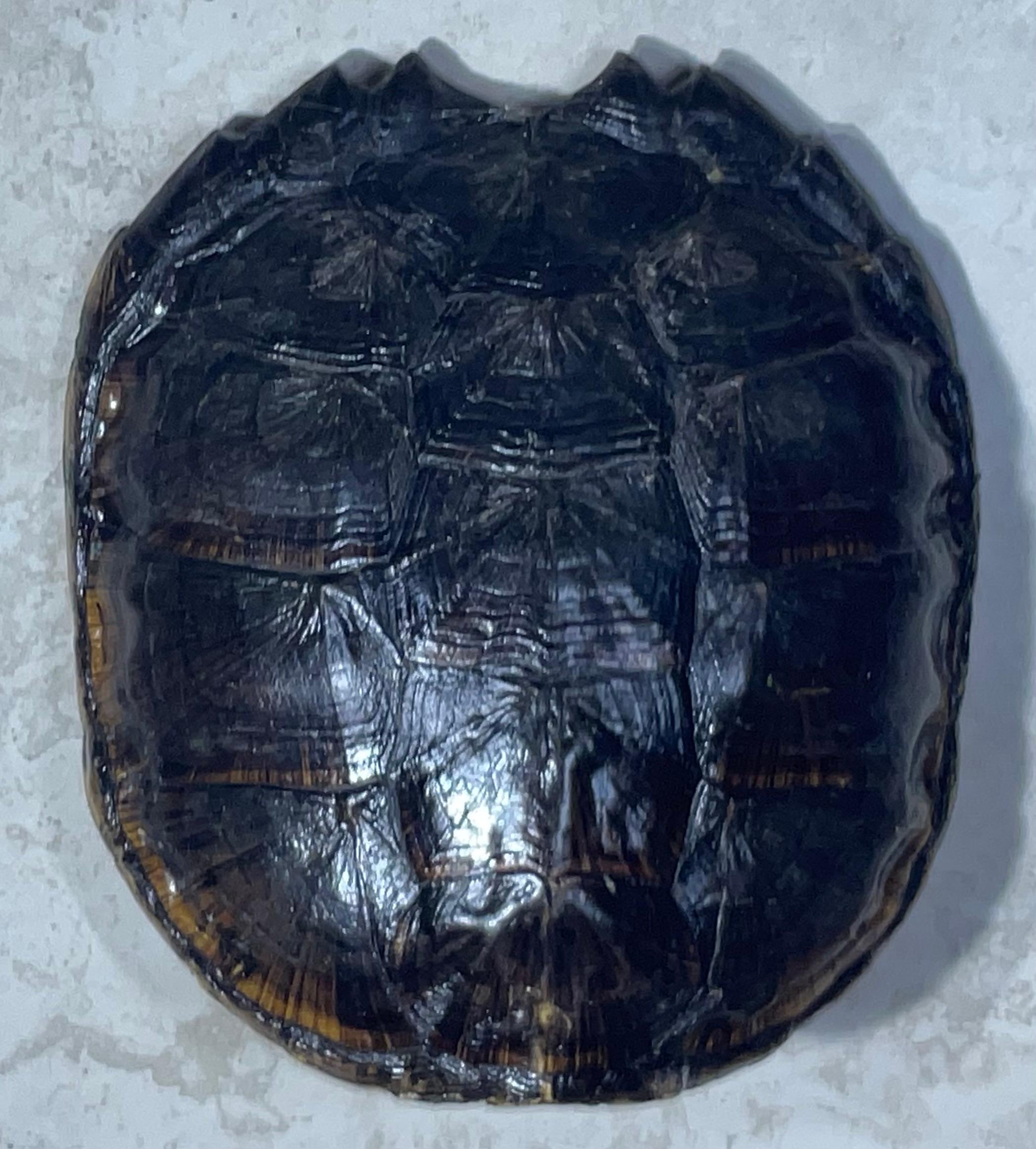Rare and Exquisite Fresh Water Turtal Shell Wall Hanging - A Natural Treasure! In Good Condition For Sale In Delray Beach, FL