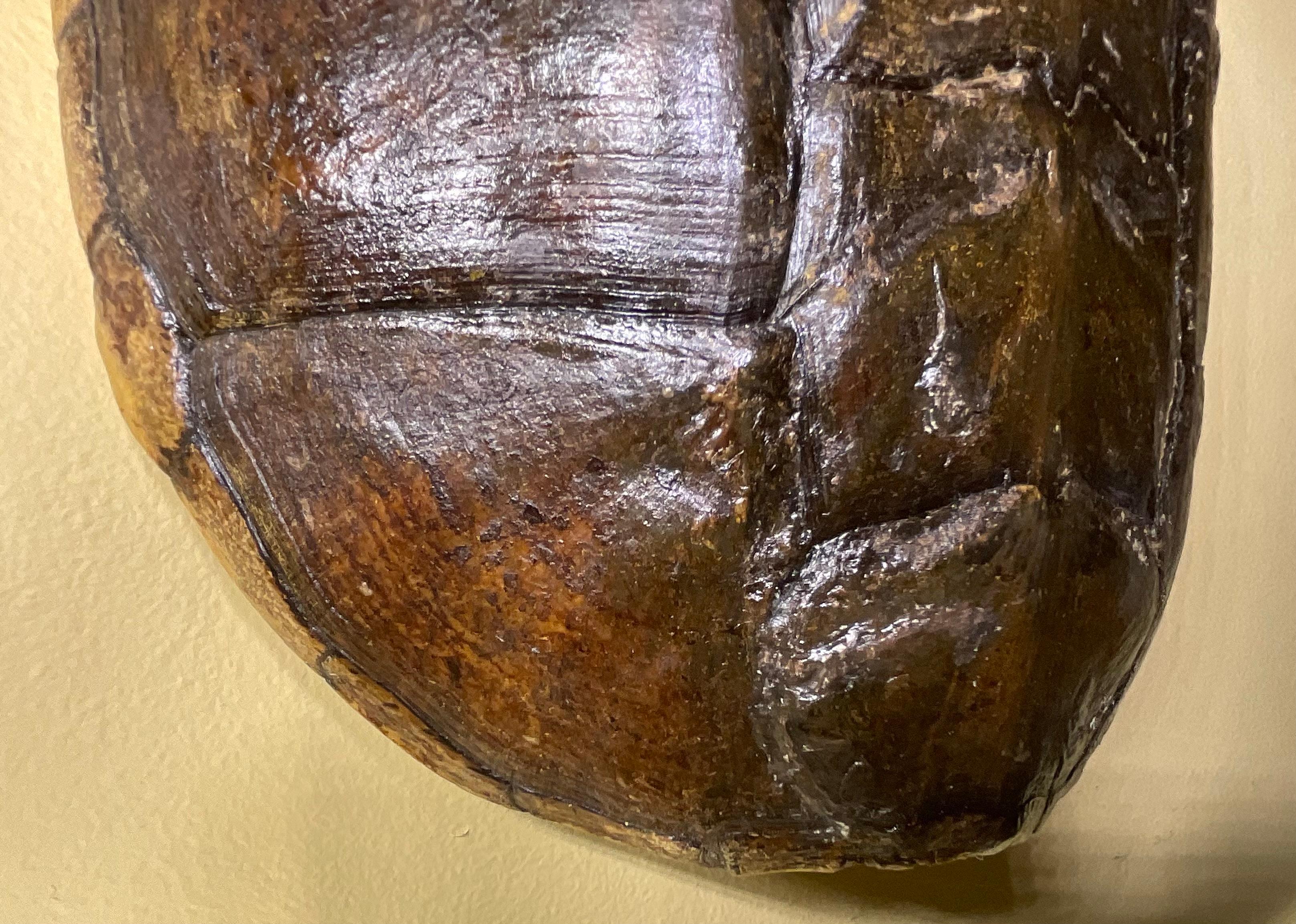 20th Century Rare and Exquisite Fresh Water Turtal Shell Wall Hanging - A Natural Treasure! For Sale