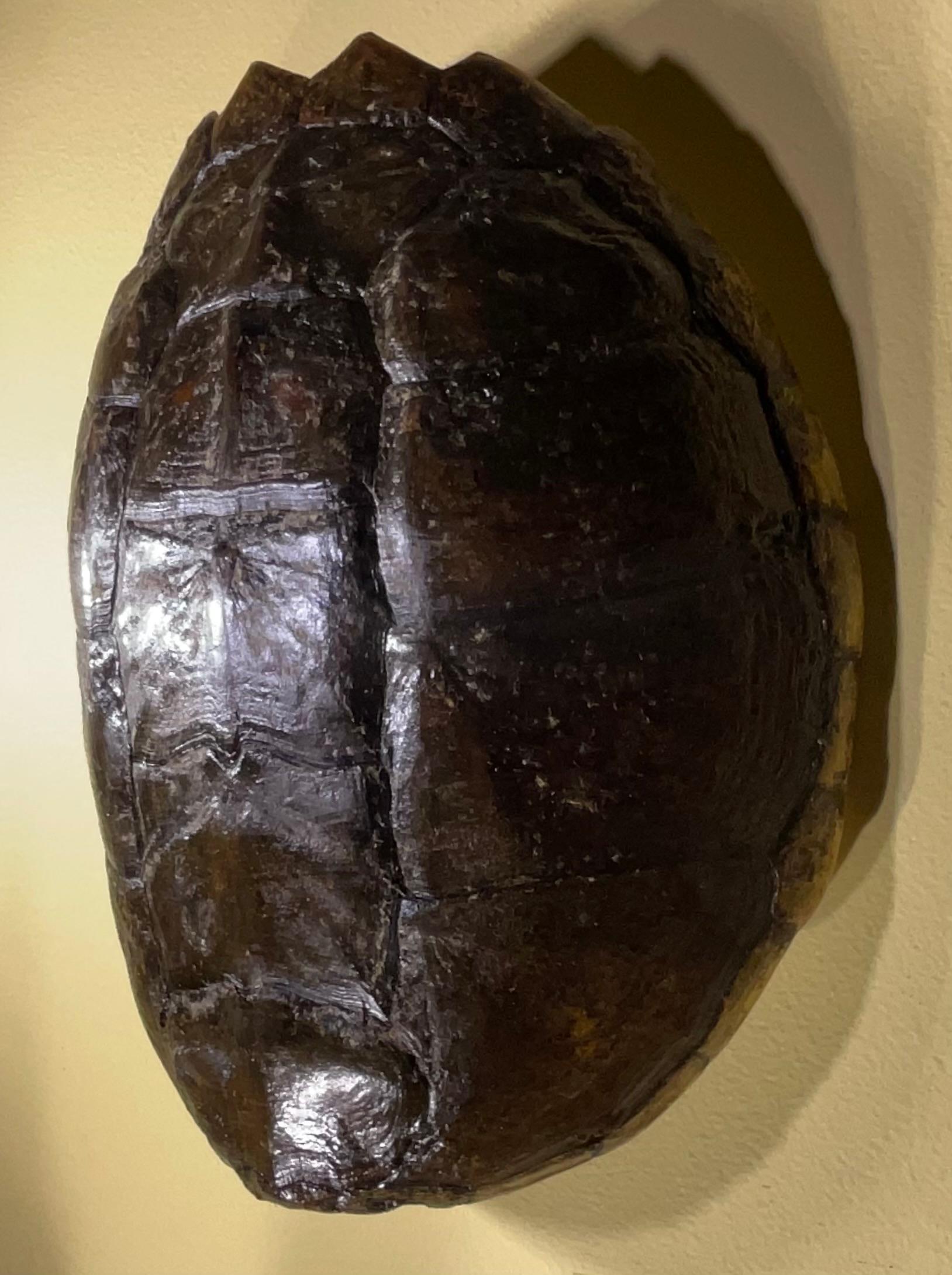 Tortoise Shell Rare and Exquisite Fresh Water Turtal Shell Wall Hanging - A Natural Treasure! For Sale