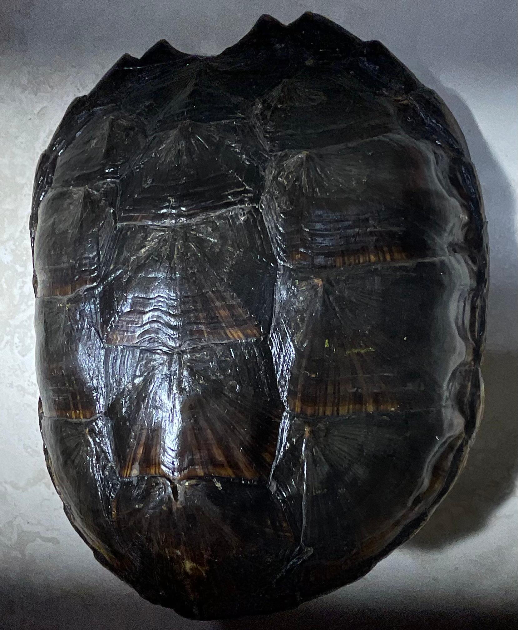 Tortoise Shell Rare and Exquisite Fresh Water Turtal Shell Wall Hanging - A Natural Treasure! For Sale