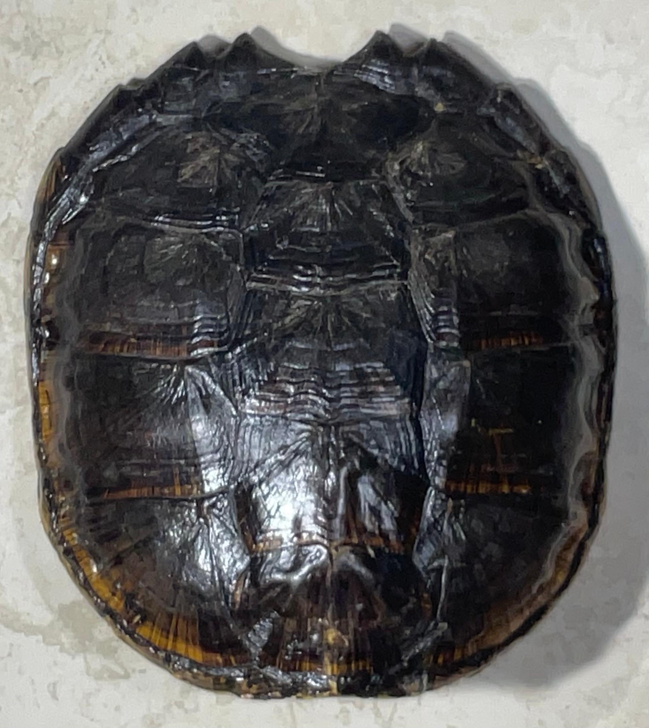 Rare and Exquisite Fresh Water Turtal Shell Wall Hanging - A Natural Treasure! For Sale 1