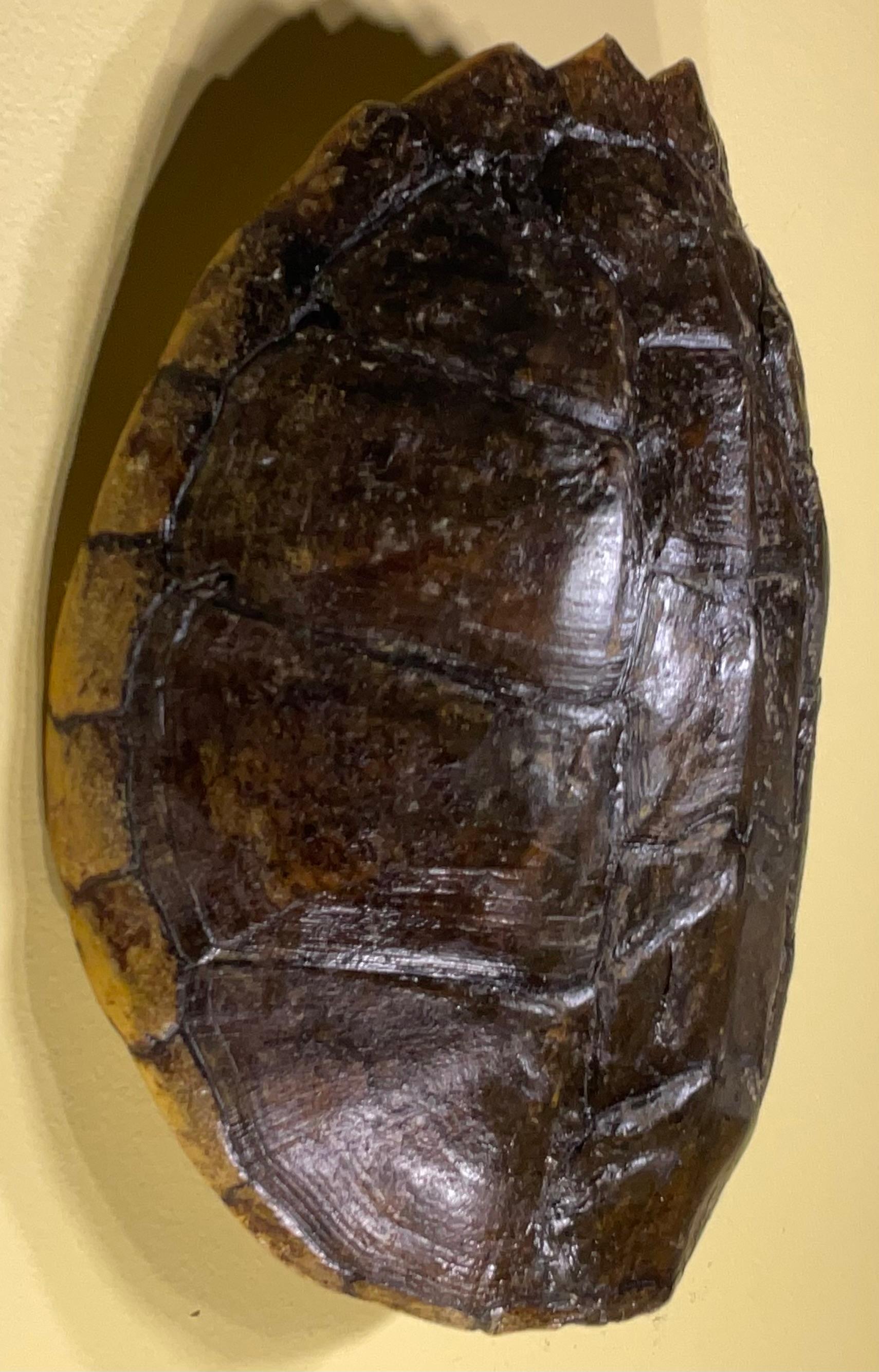 Rare and Exquisite Fresh Water Turtal Shell Wall Hanging - A Natural Treasure! For Sale 2
