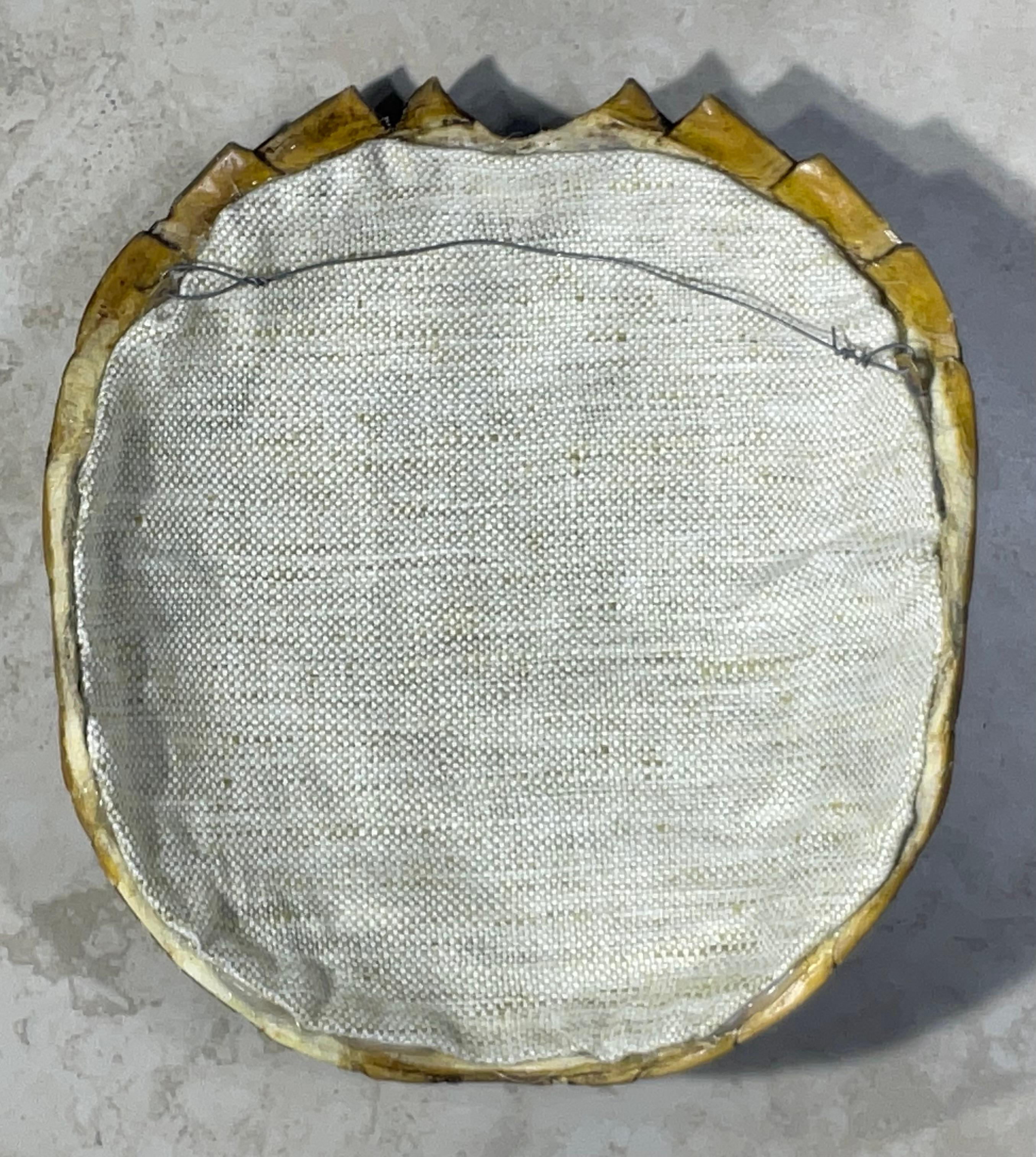 Rare and Exquisite Fresh Water Turtal Shell Wall Hanging - A Natural Treasure! For Sale 2
