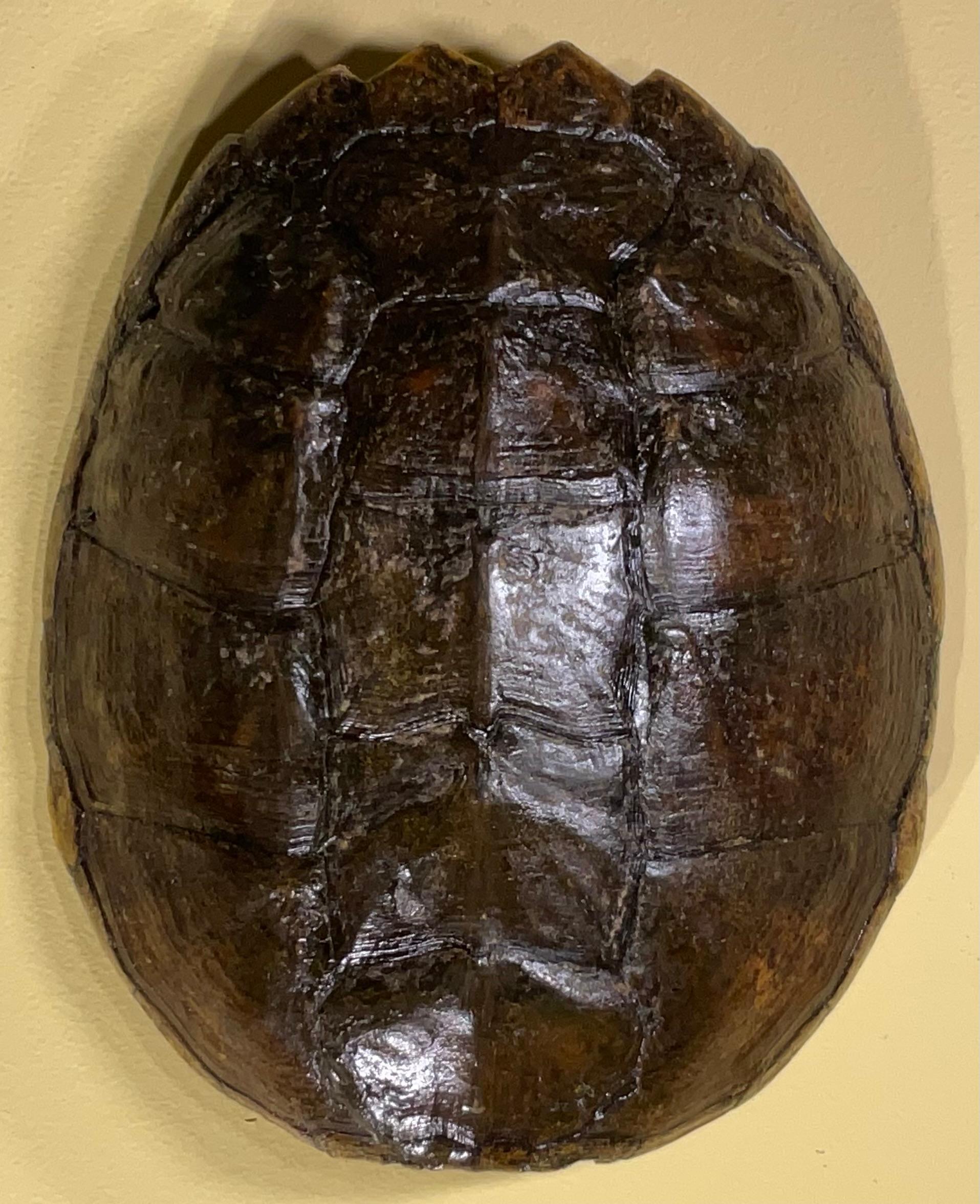 Rare and Exquisite Fresh Water Turtal Shell Wall Hanging - A Natural Treasure! For Sale 3