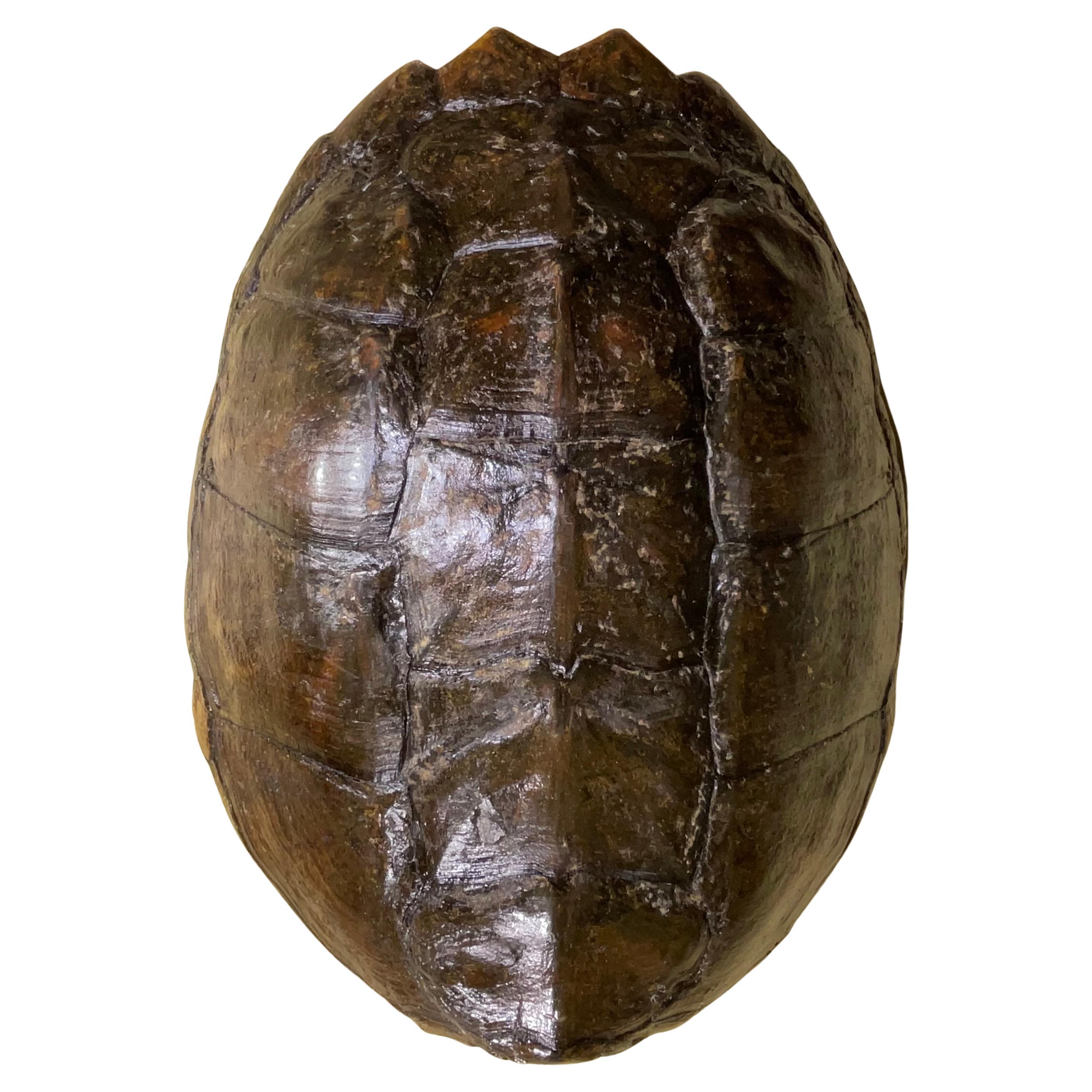 Rare and Exquisite Fresh Water Turtal Shell Wall Hanging - A Natural Treasure!