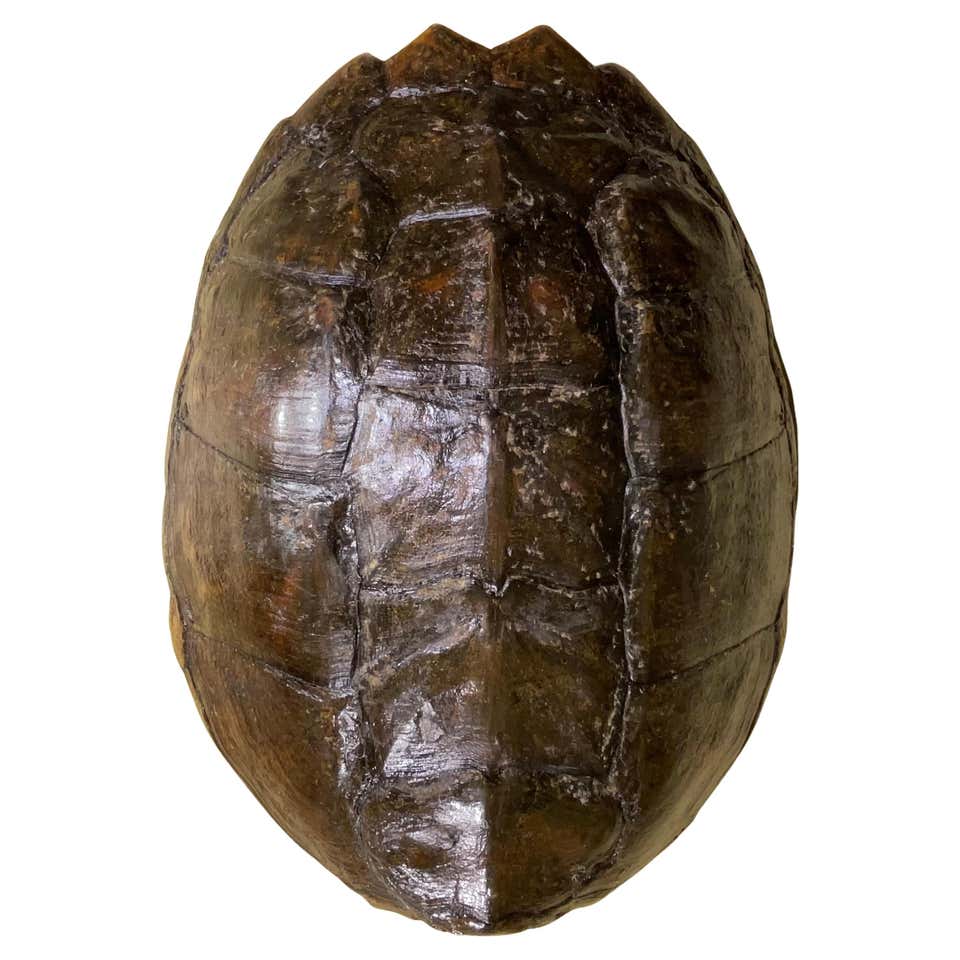 Large Single Genuine American Fresh Water Turtle Shell For Sale at ...
