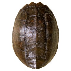 Raro y exquisito colgante de pared de concha de Turtal de agua dulce - ¡Un tesoro natural!
