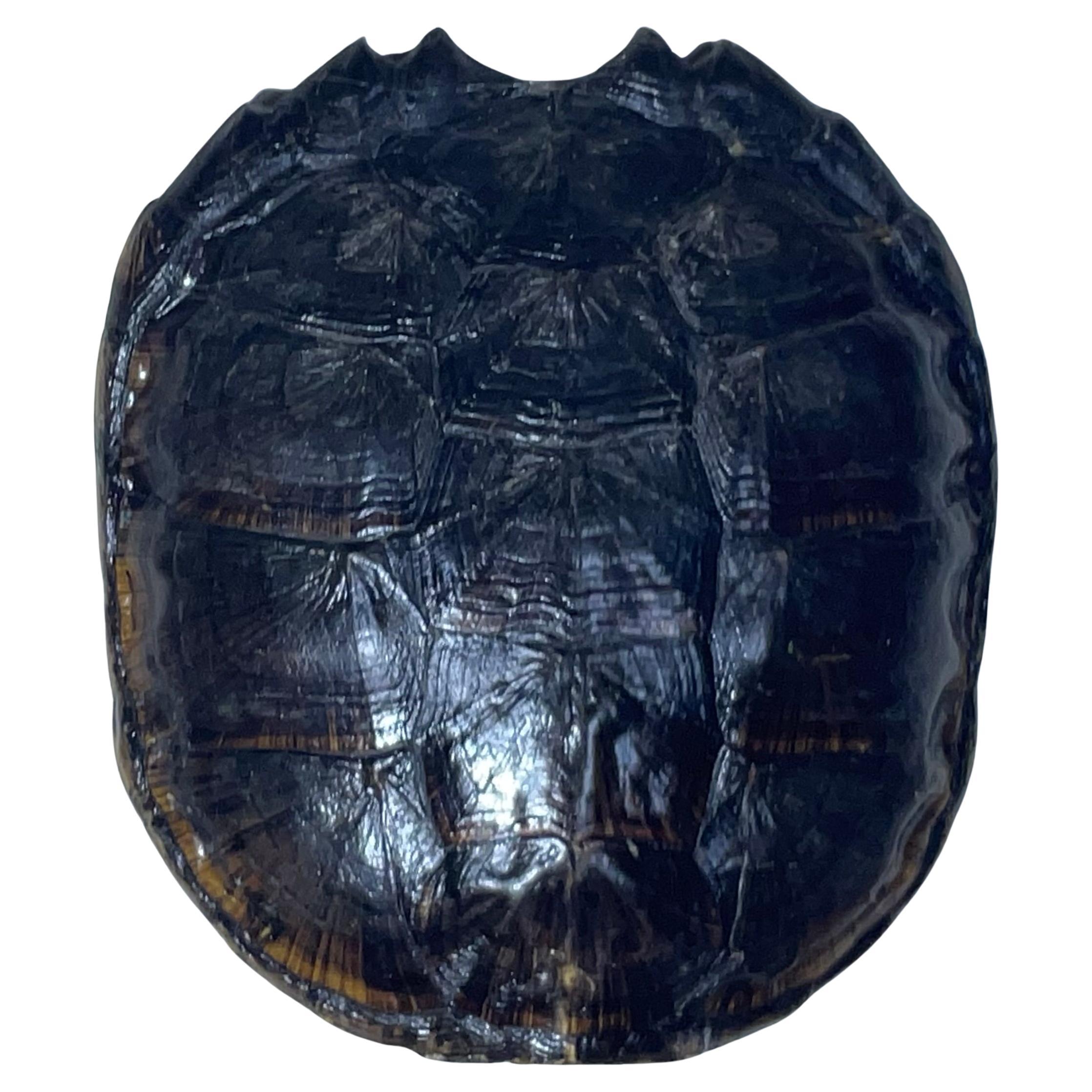 Rare and Exquisite Fresh Water Turtal Shell Wall Hanging - A Natural Treasure! For Sale