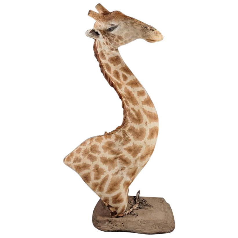 Rare and Extremely Well Prepared Late 20th Century Taxidermy African Giraffe