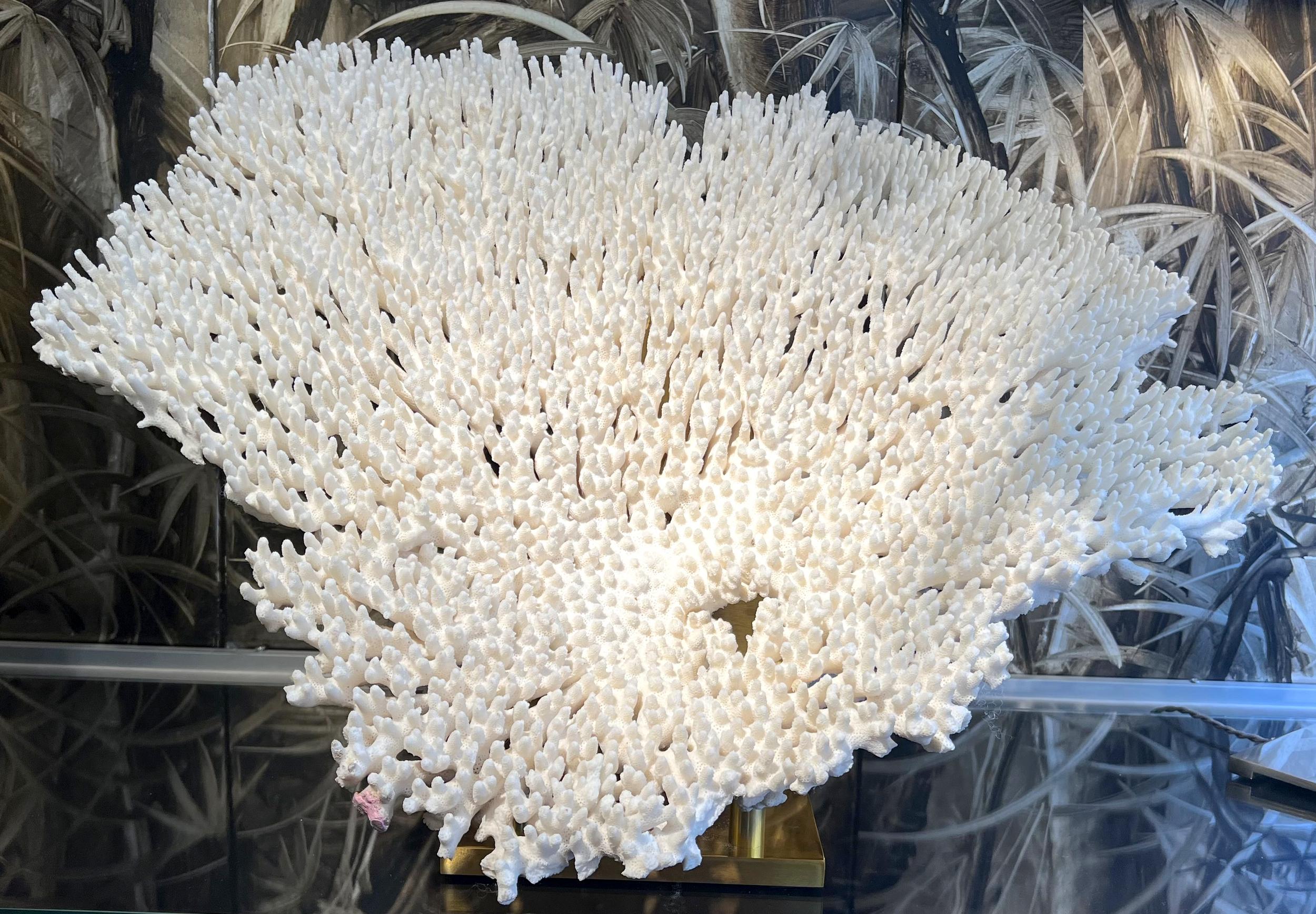 Raro e importante esemplare di corallo bianco montato su una base di ottone.

Larghezza: 66 cm (26 pollici)
Altezza: 50 cm (19,7 pollici)
Profondità: 35 cm (13,8 pollici)
