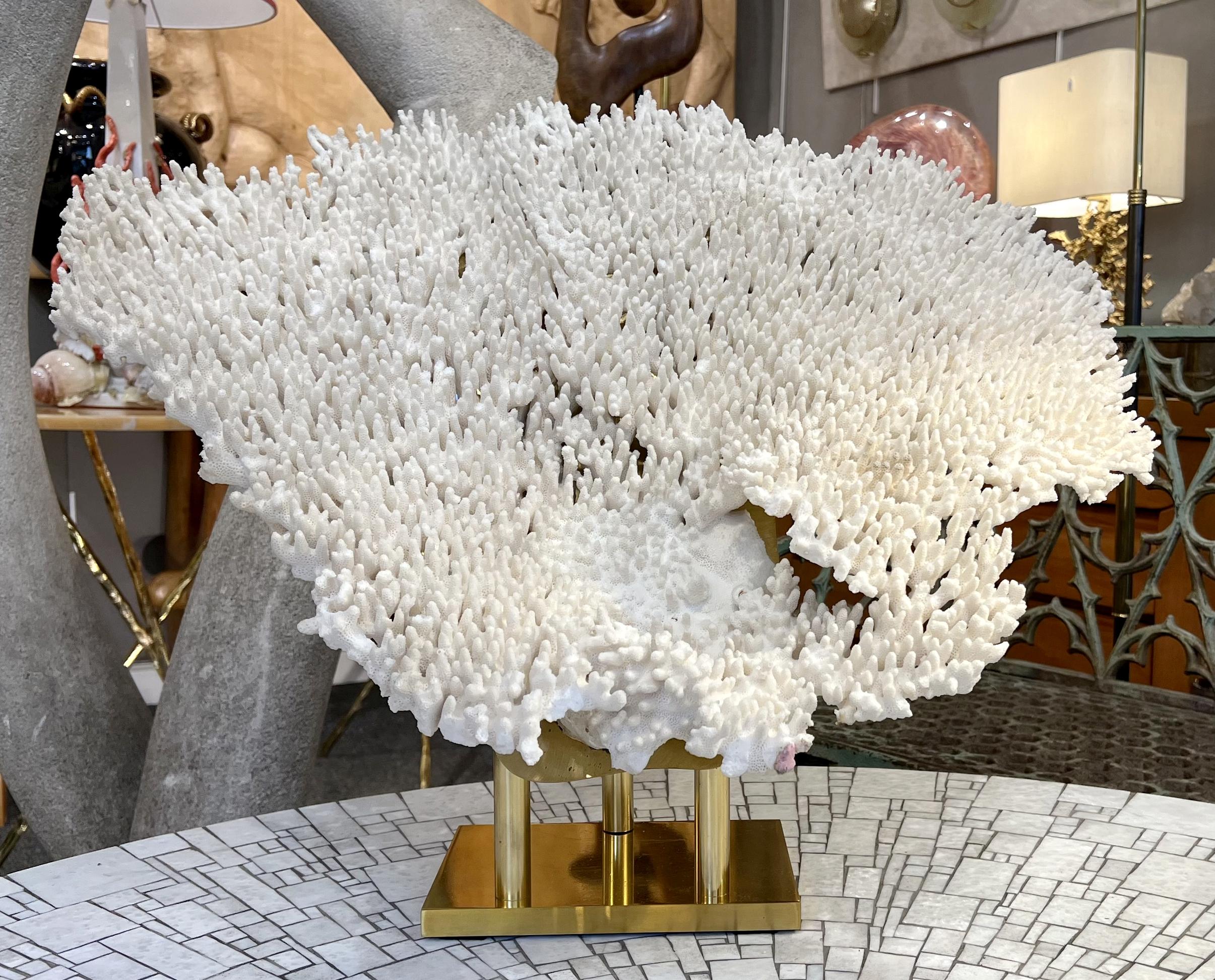 Raro e importante esemplare di corallo bianco montato su una base di ottone.

Larghezza: 70 cm (27,56 pollici)
Altezza: 45 cm (17,7 pollici)
Profondità: 172 cm (6,5 pollici)
