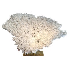 Raro e importante coral blanco sobre base de latón Francia, hacia 1970