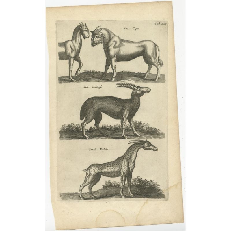 Stampa antica di vari animali; Lea Capra - Creatura fantastica, Ovis Cretensis, Camelo Pardalis. Questa stampa proviene da 