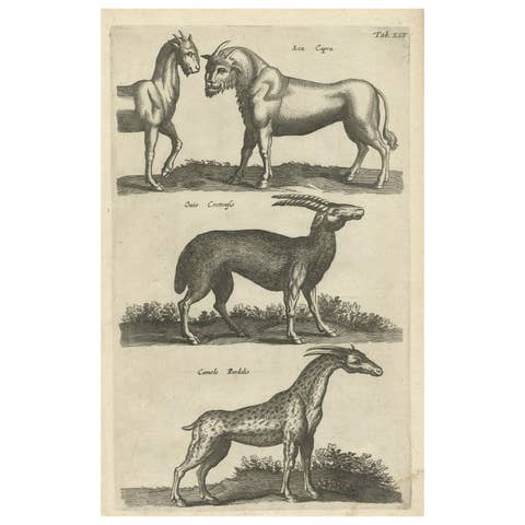 Rare Animals Lea Capra, Fantasy Creature, Ovis Cretensis, Camelo Pardalis, 1657