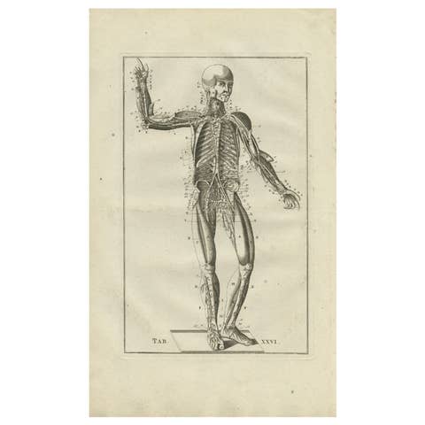 Rare Antique Anatomy Print of the Muscular and Venous System, 1798
