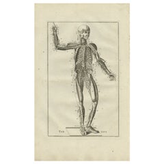 Rara stampa antica di anatomia del sistema muscolare e venoso, 1798