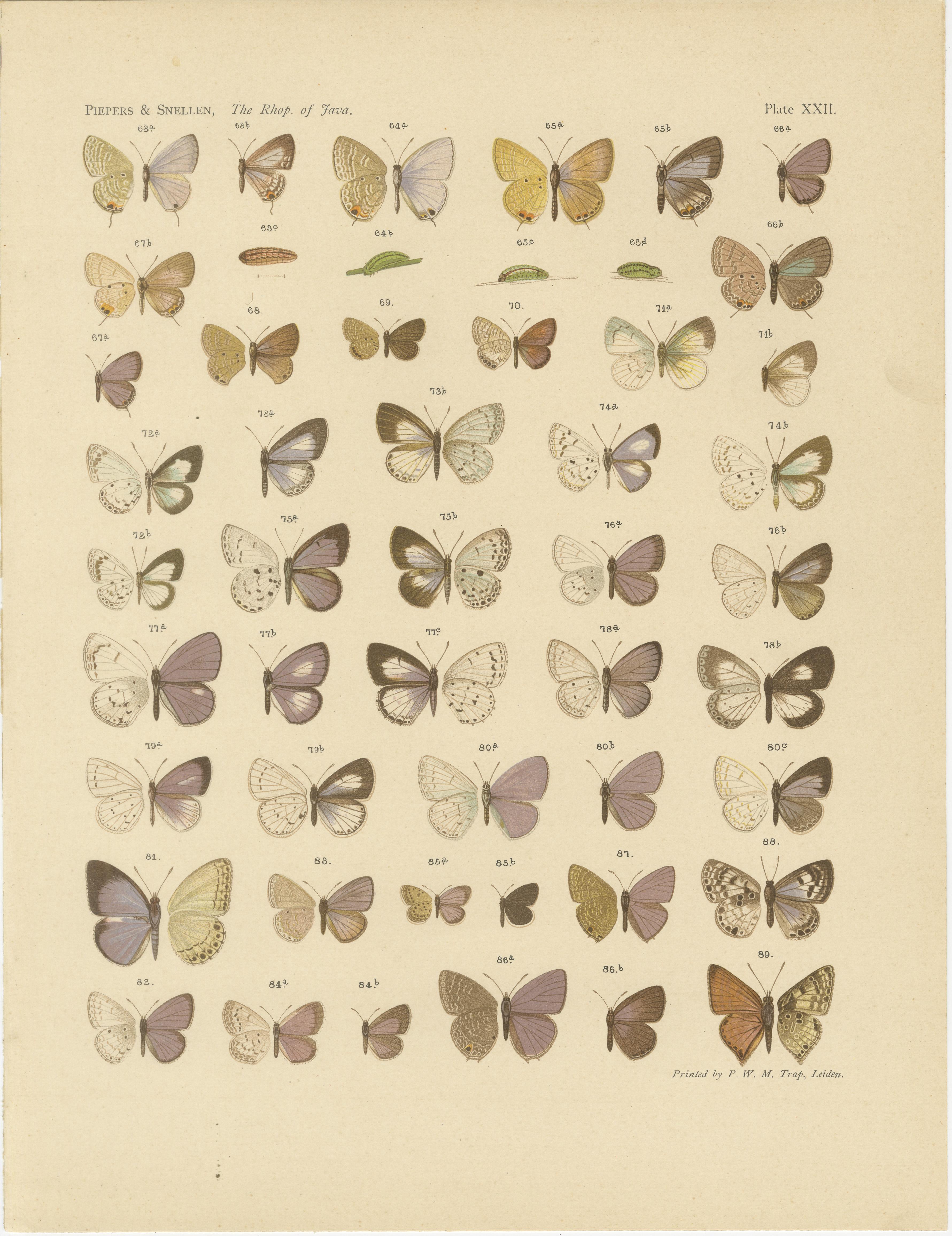 Title: Javanese Butterflies – Three Antique Chromolithograph Plates, Java 1908–1910

This set of three striking chromolithograph plates features Javanese butterflies in vivid natural detail. They originate from The Rhopalocera of Java (1908–1910), a