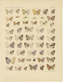 Rare Antique Butterfly Prints – Javanese Species, Set of Three Plates, 1908