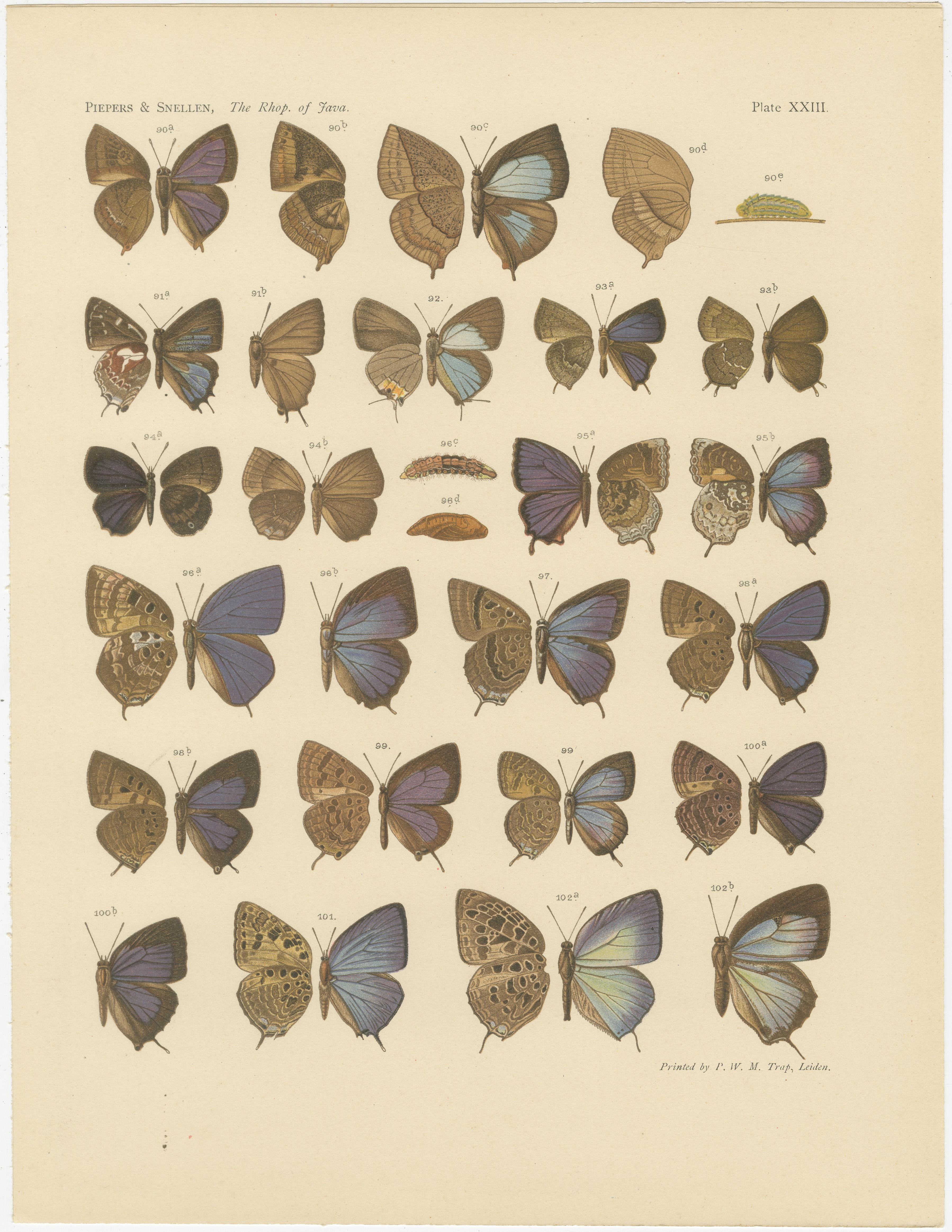 Dutch Rare Antique Butterfly Prints – Javanese Species, Set of Three Plates, 1908 For Sale