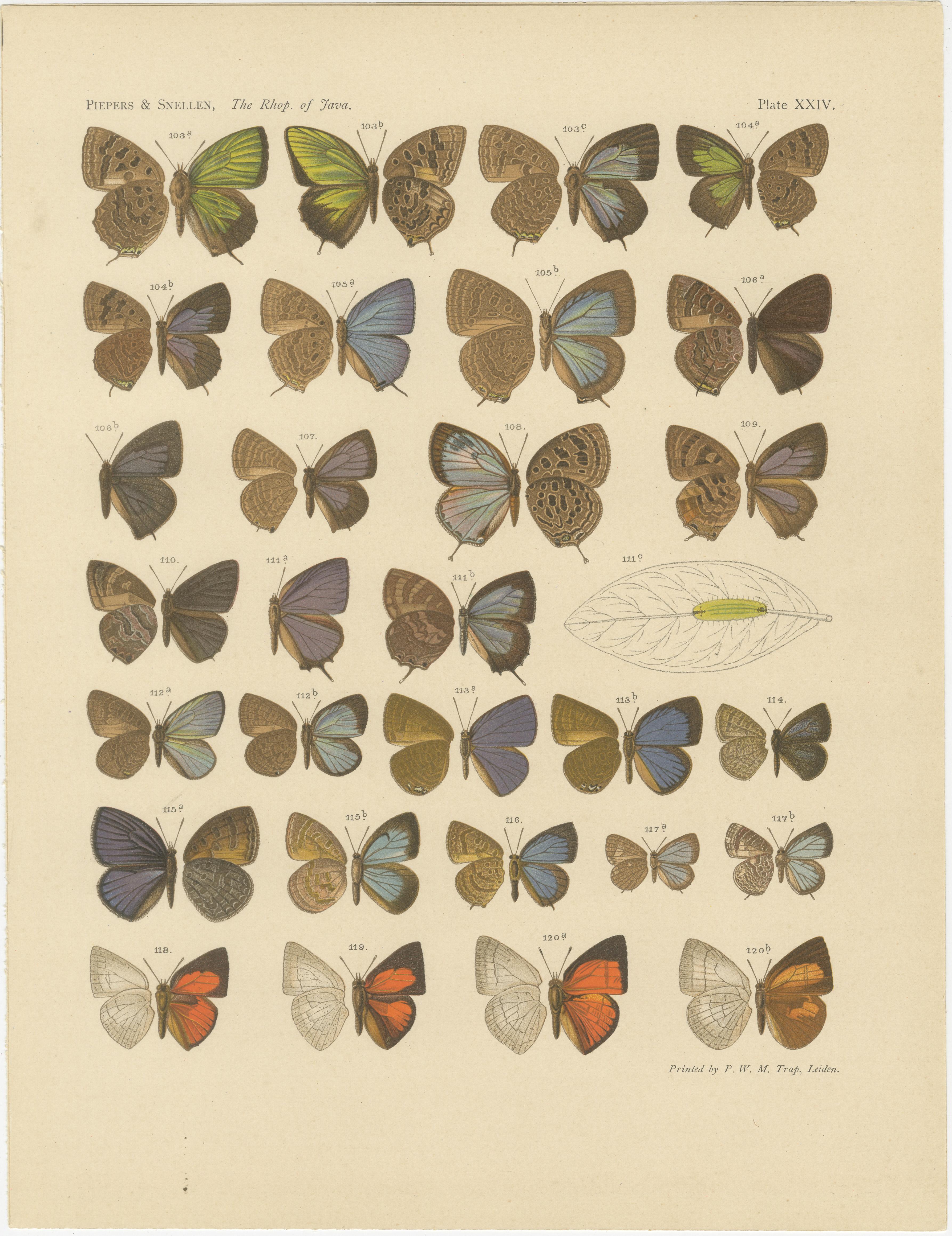 Rare Antique Butterfly Prints – Javanese Species, Set of Three Plates, 1908 In Good Condition For Sale In Langweer, NL