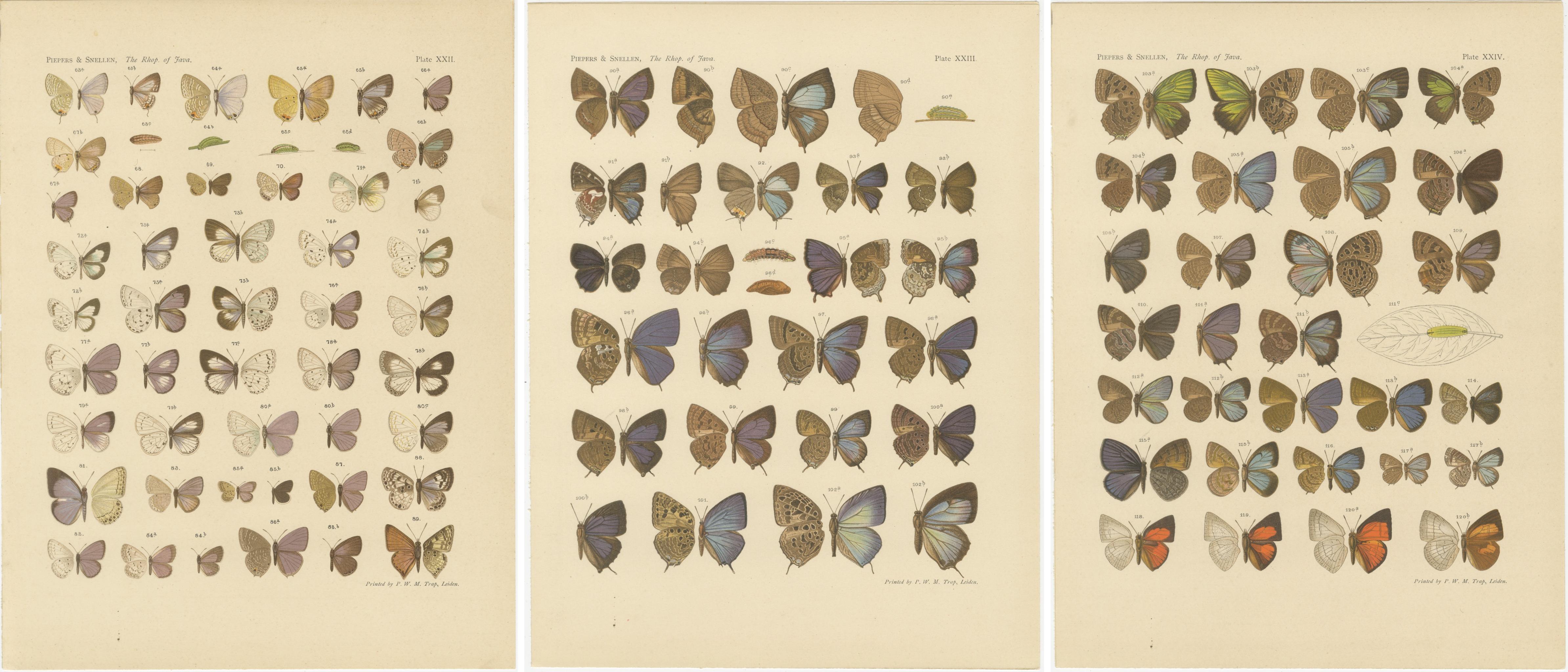 20th Century Rare Antique Butterfly Prints – Javanese Species, Set of Three Plates, 1908 For Sale