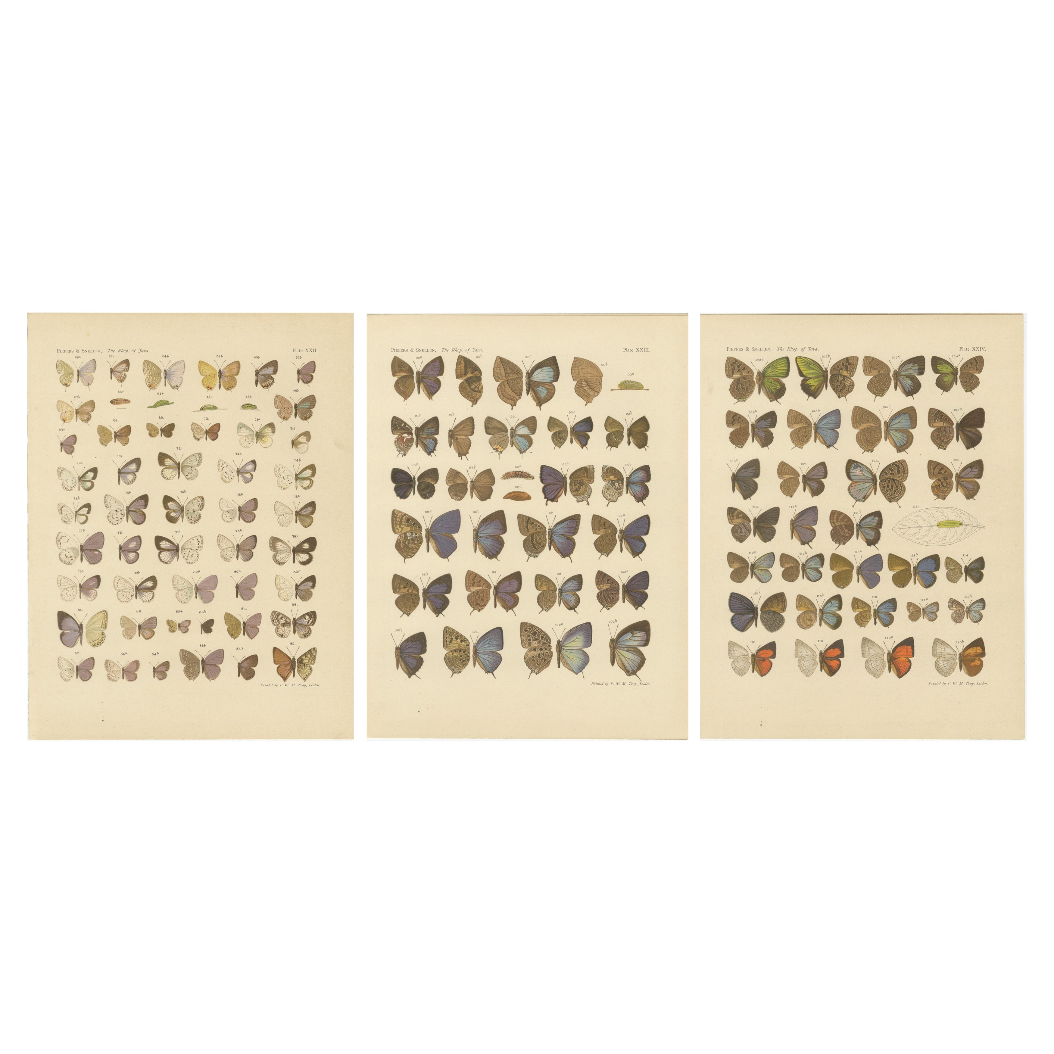 Rare Antique Butterfly Prints – Javanese Species, Set of Three Plates, 1908 For Sale