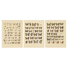 Rare stampe antiche di farfalle - Specie giavanesi, set di tre tavole, 1908