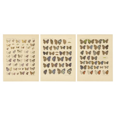 Rare Antique Butterfly Prints, Javanese Species, Set of Three Plates, 1908