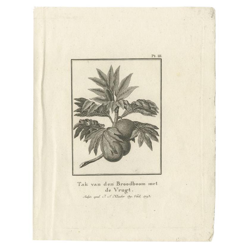 Rare Antique Engraving of a Breadfruit Tree from Captain Cooks' Travels, 1803 In Good Condition For Sale In Langweer, NL