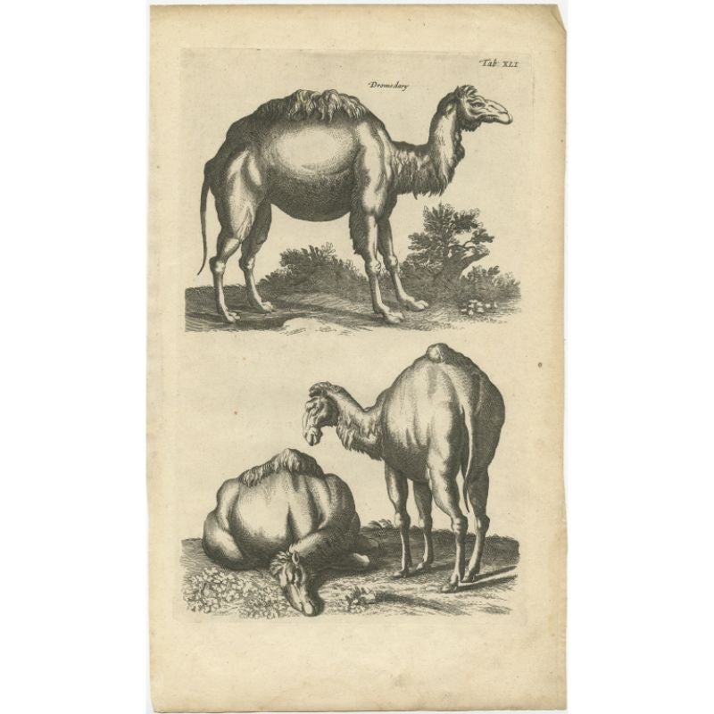 Antique print of a dromedary. This print originates from 'Historiae Naturalis (..)' by John Johnston, published by Matthias Merian in 1657.

Artists and Engravers: John Johnston (or Johnstone, 1603-1675) was a descendant of a Scottish family. Born